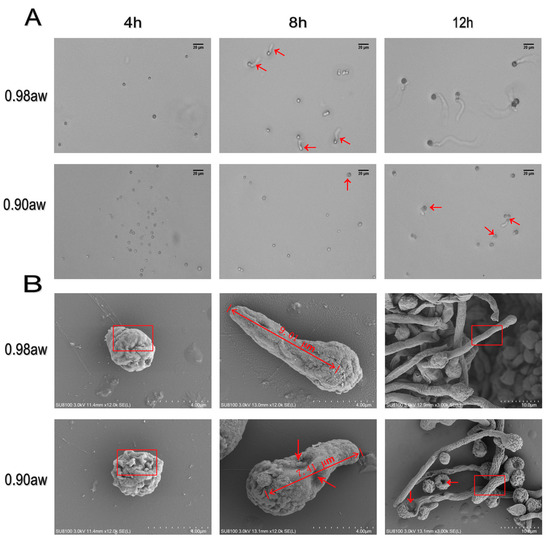 Effect of Water Activity on Conidia Germination in