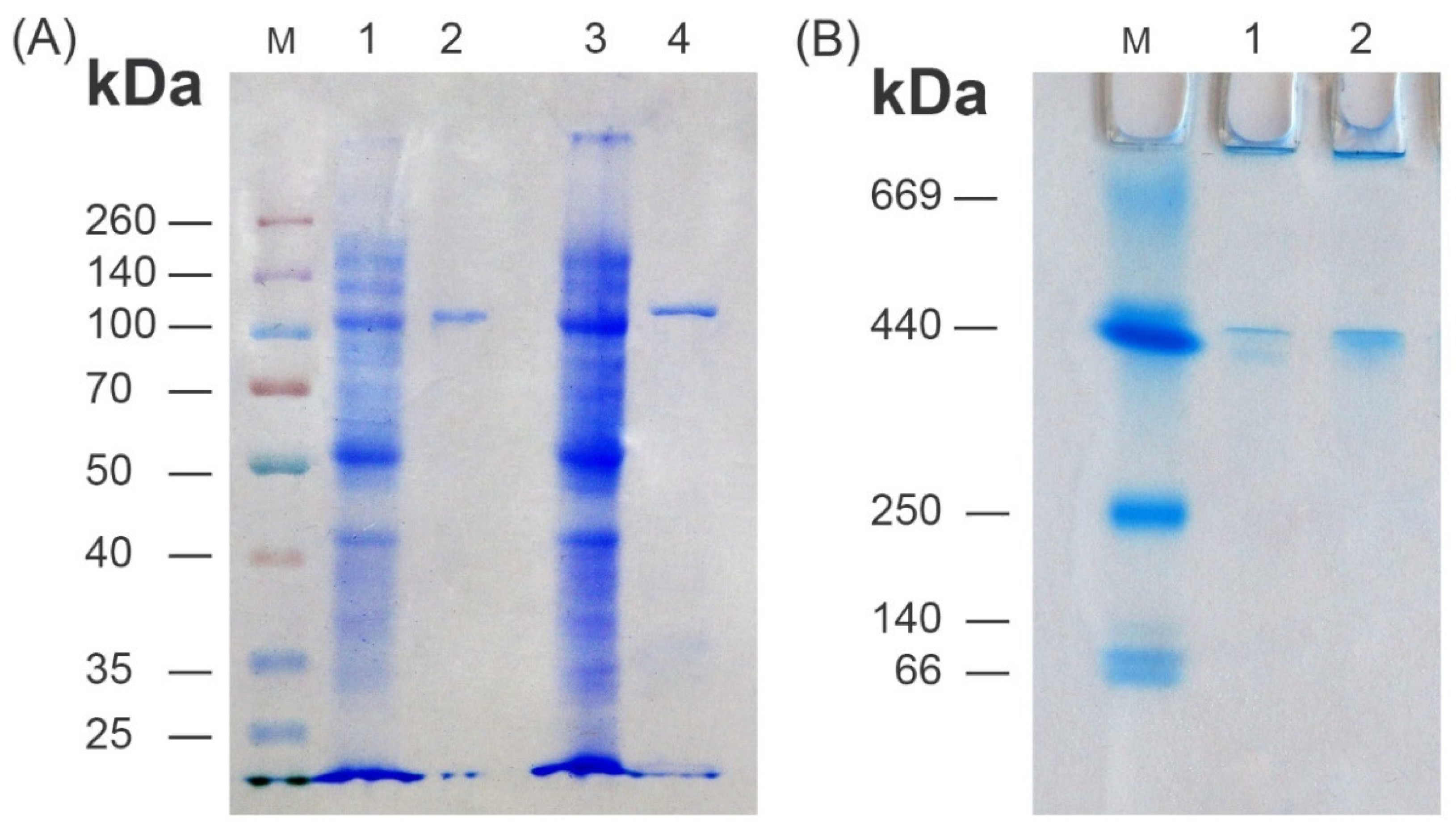 Microorganisms 10 01766 g006