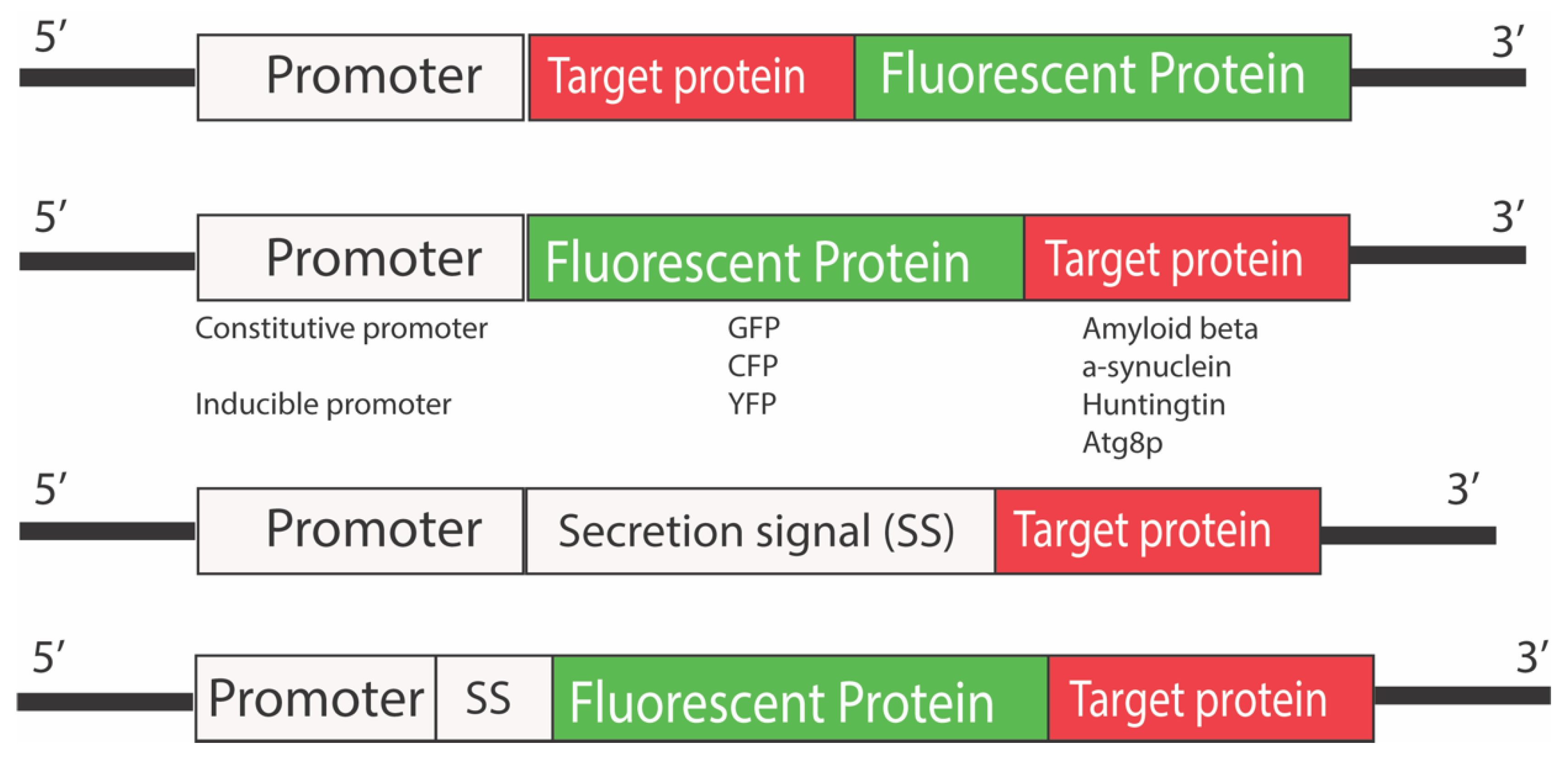 Microorganisms 10 01772 g005 Microorganisms 10 01772 g005