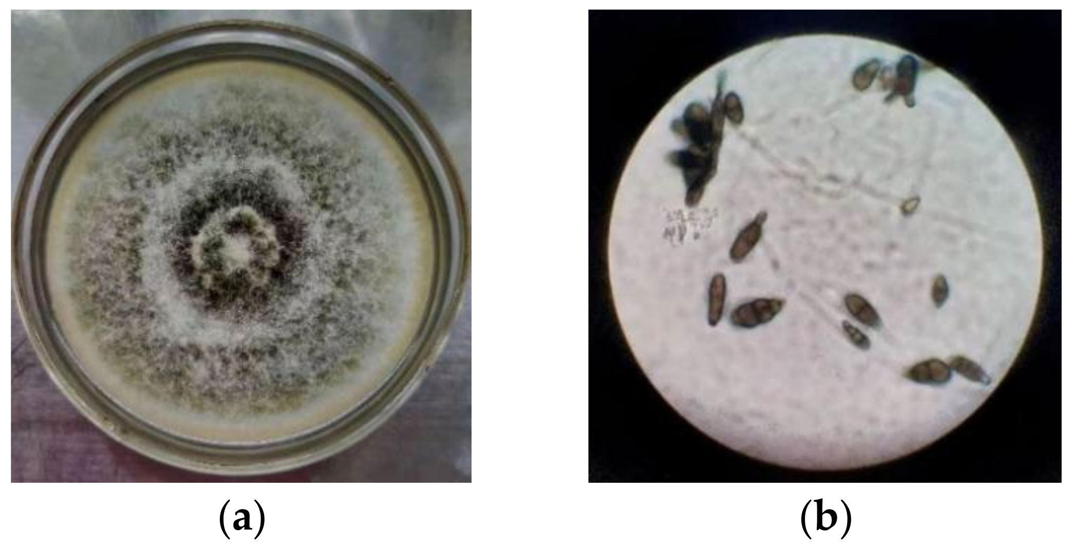 Microorganisms 10 01789 g001 550