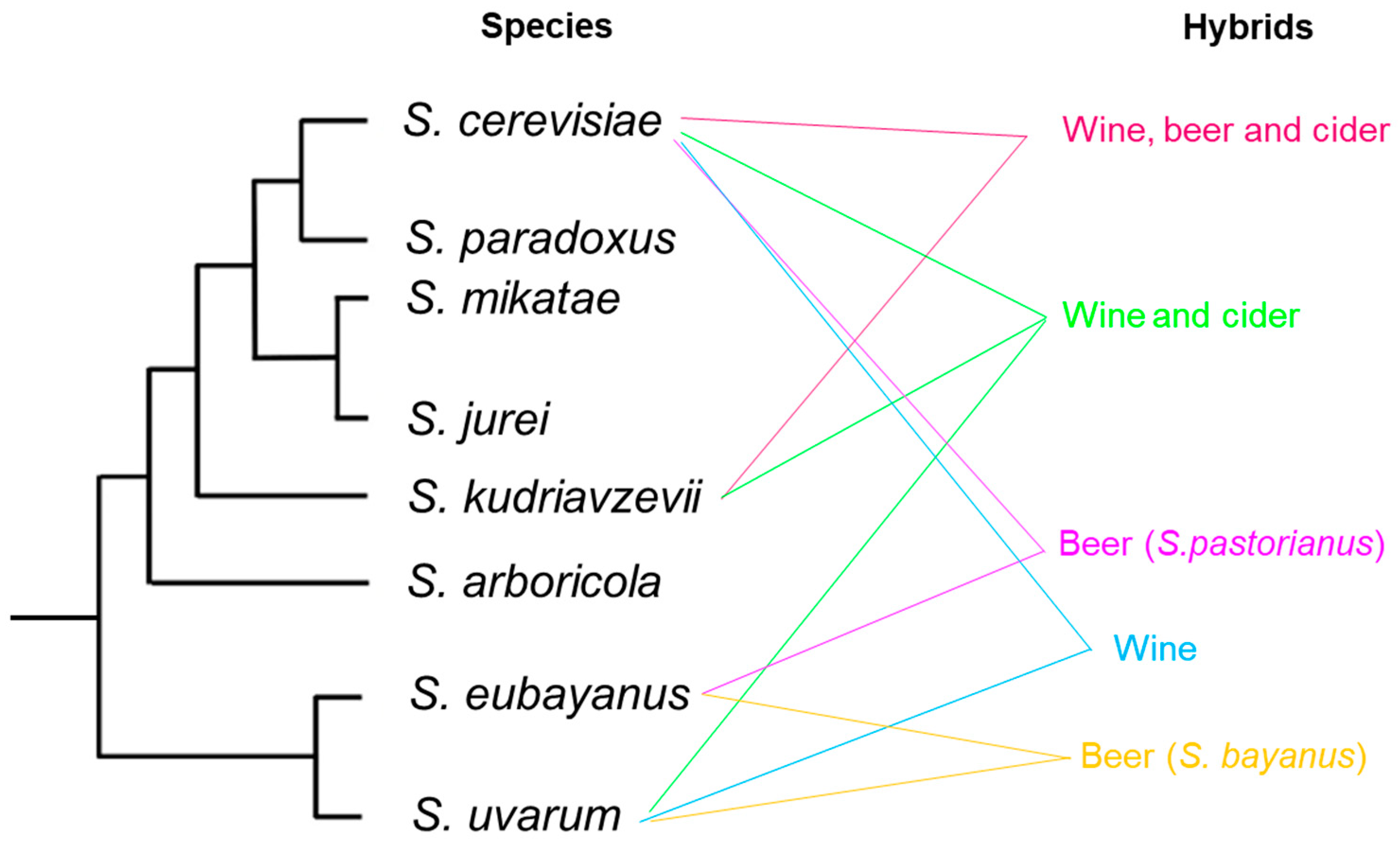Microorganisms Free Full Text Genomic Adaptations Of Saccharomyces microorganisms-free-full-text-genomic-adaptations-of-saccharomyces