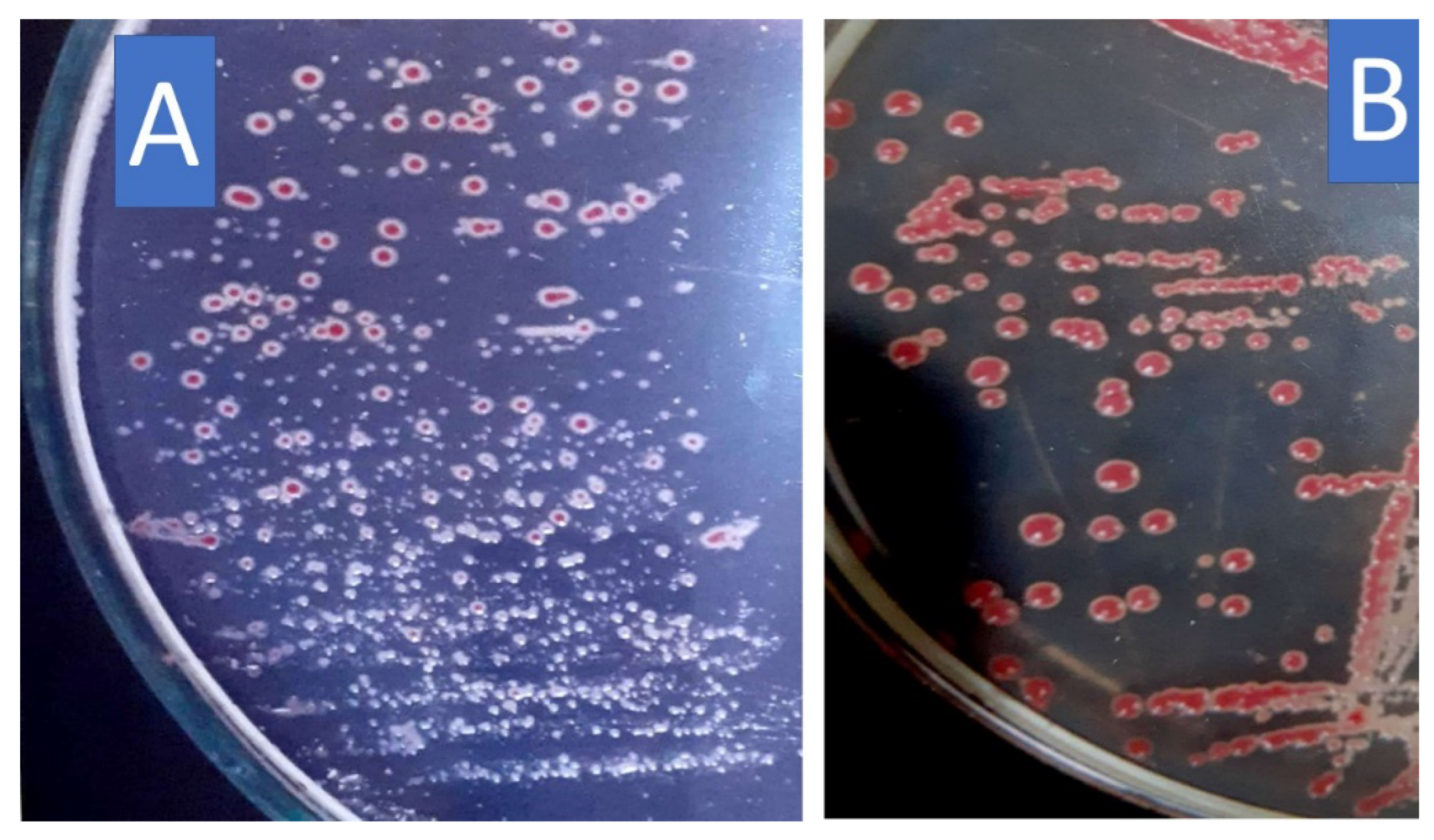 Microorganisms 10 01814 g001