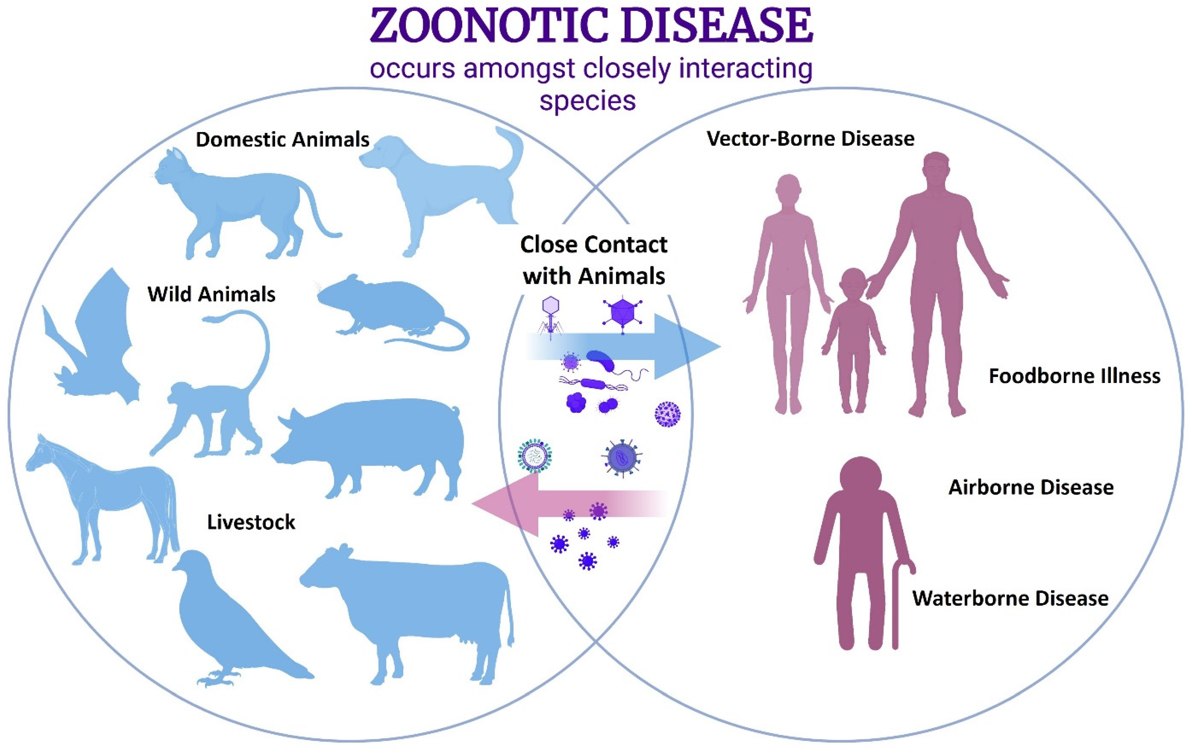 Microorganisms | Free Full-Text | Phylogenetic Diversity of Animal Oral and Gastrointestinal Viromes Useful in Surveillance of Zoonoses Microorganisms | Free Full-Text | Phylogenetic Diversity of Animal Oral and Gastrointestinal Viromes Useful in Surveillance of Zoonoses