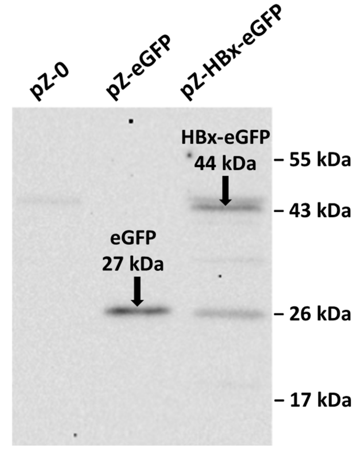 Microorganisms 10 01817 g001 550