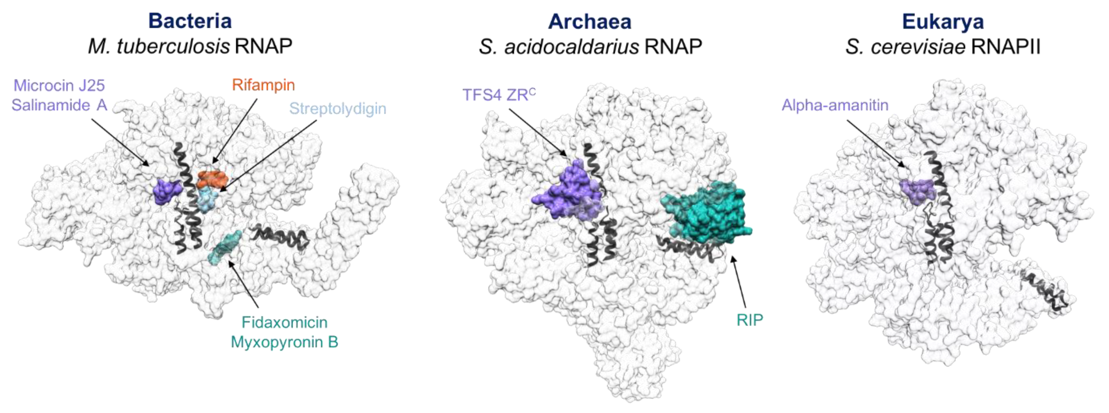 Microorganisms 10 01824 g004 550