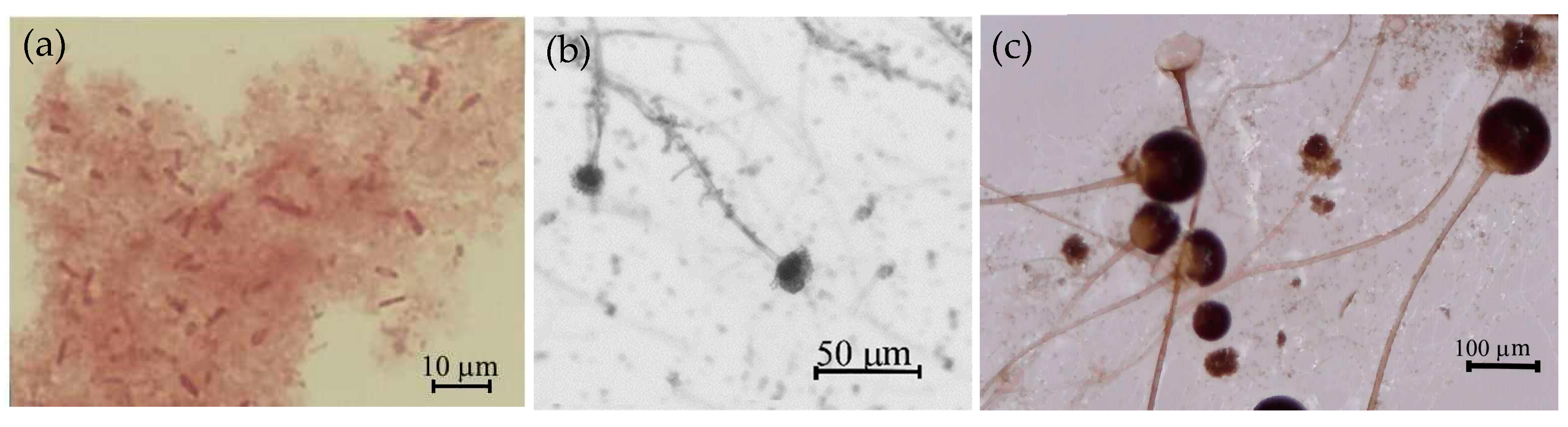 Microorganisms 10 01830 g002