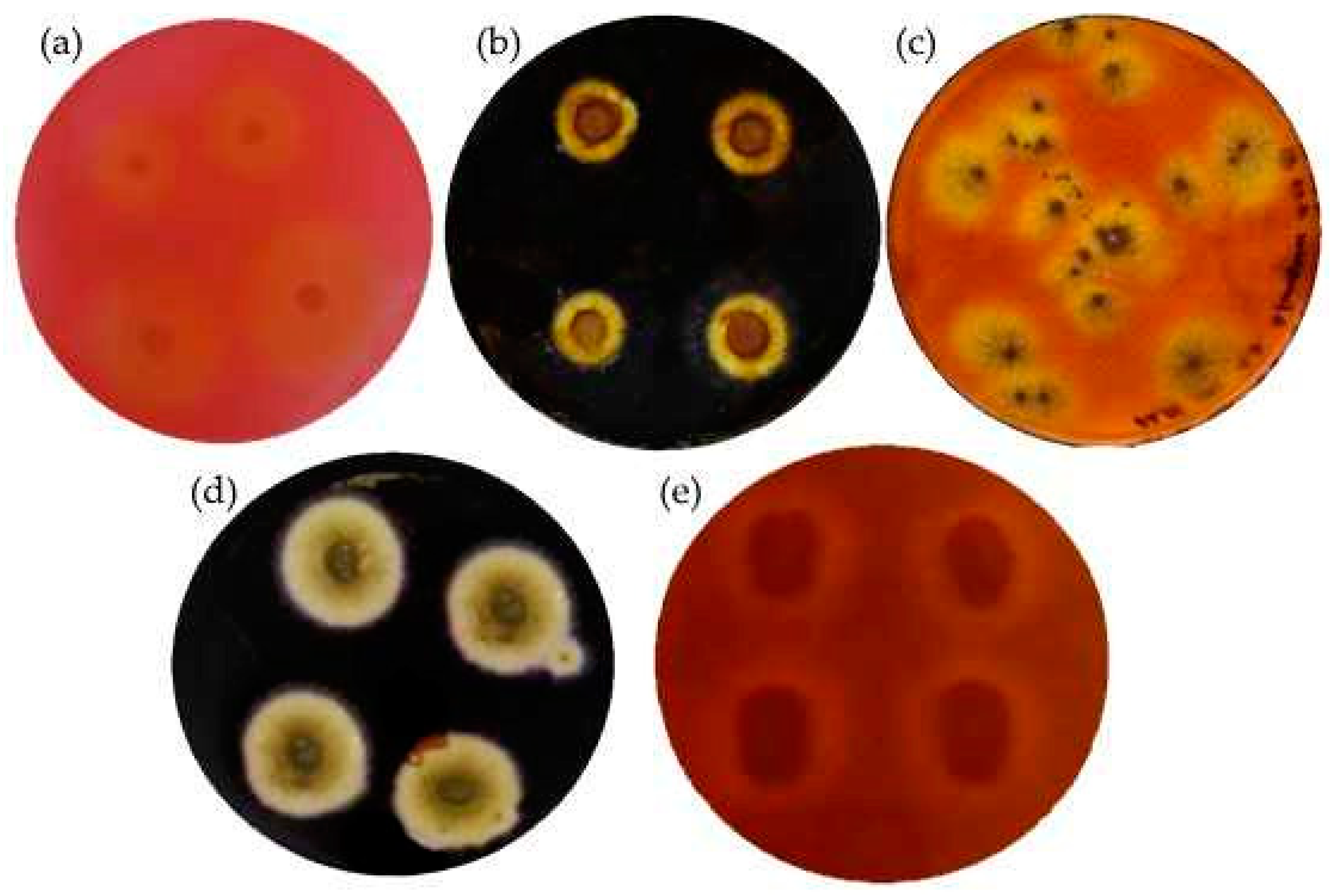 Microorganisms 10 01830 g003