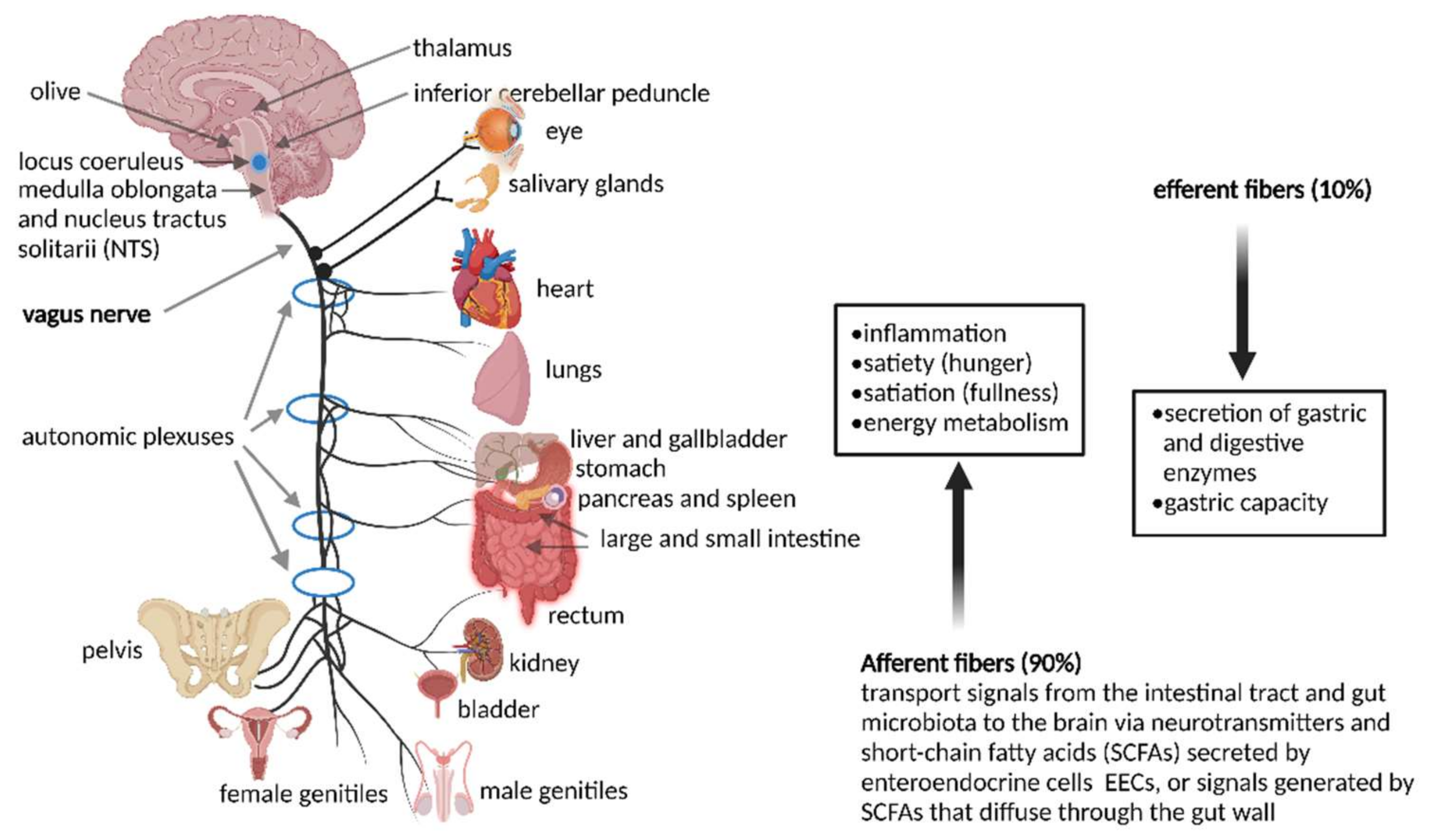 Neurotransmitters Diagrams Biology Diagrams