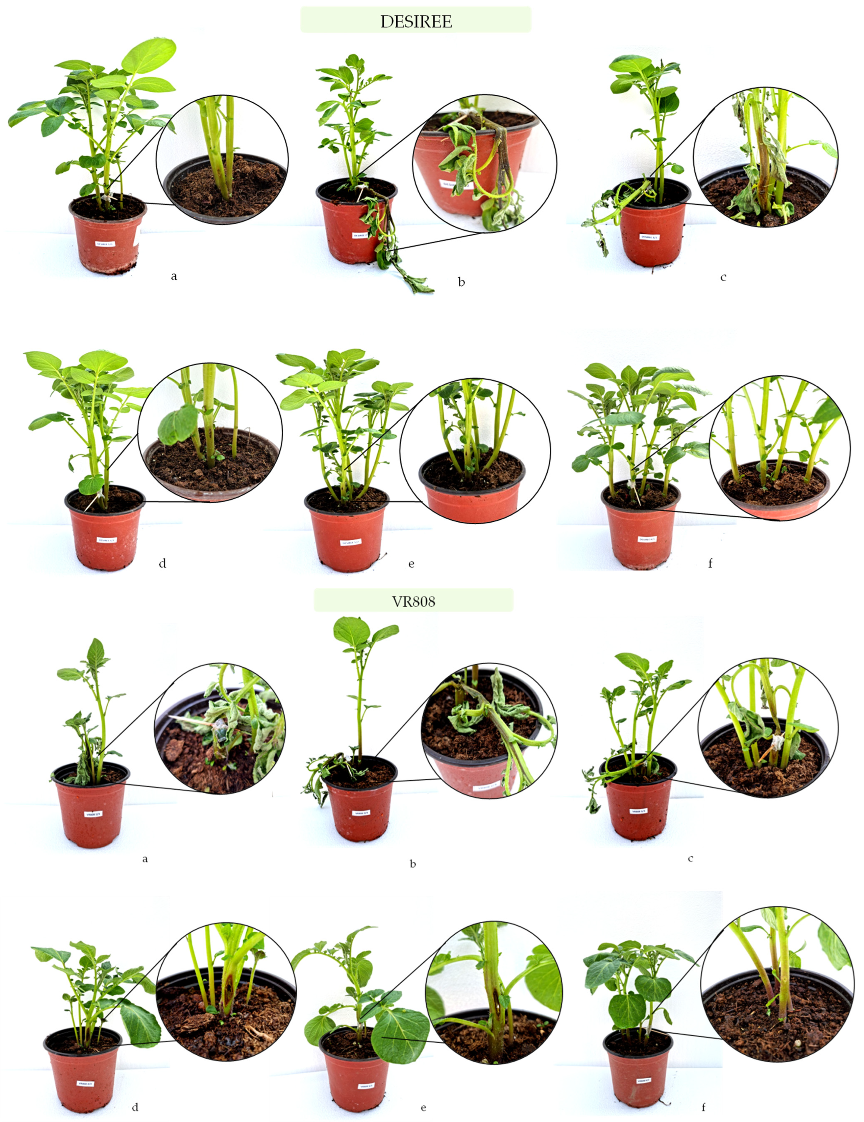 Microorganisms 10 01840 g005