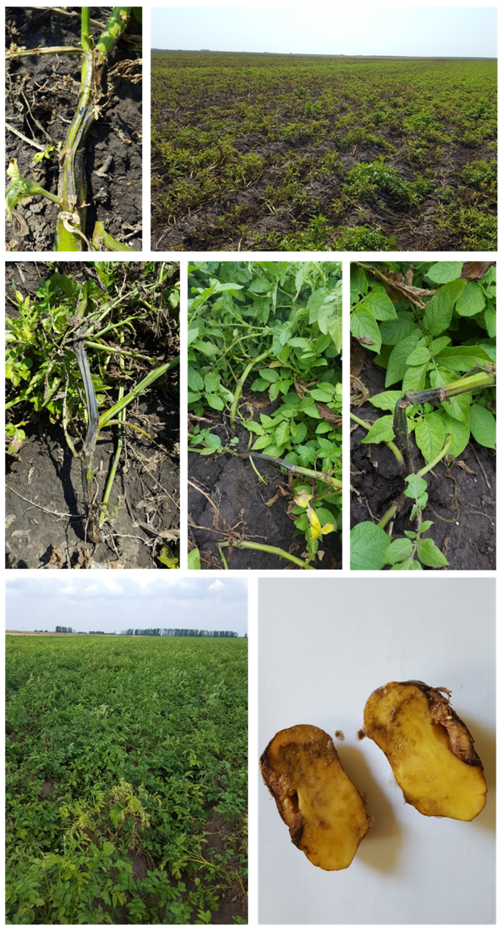 Microorganisms 10 01840 g0a1