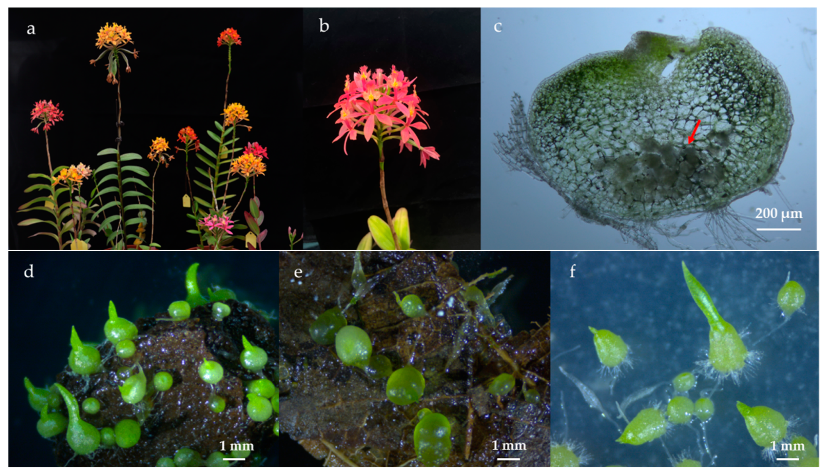 Microorganisms 10 01841 g001