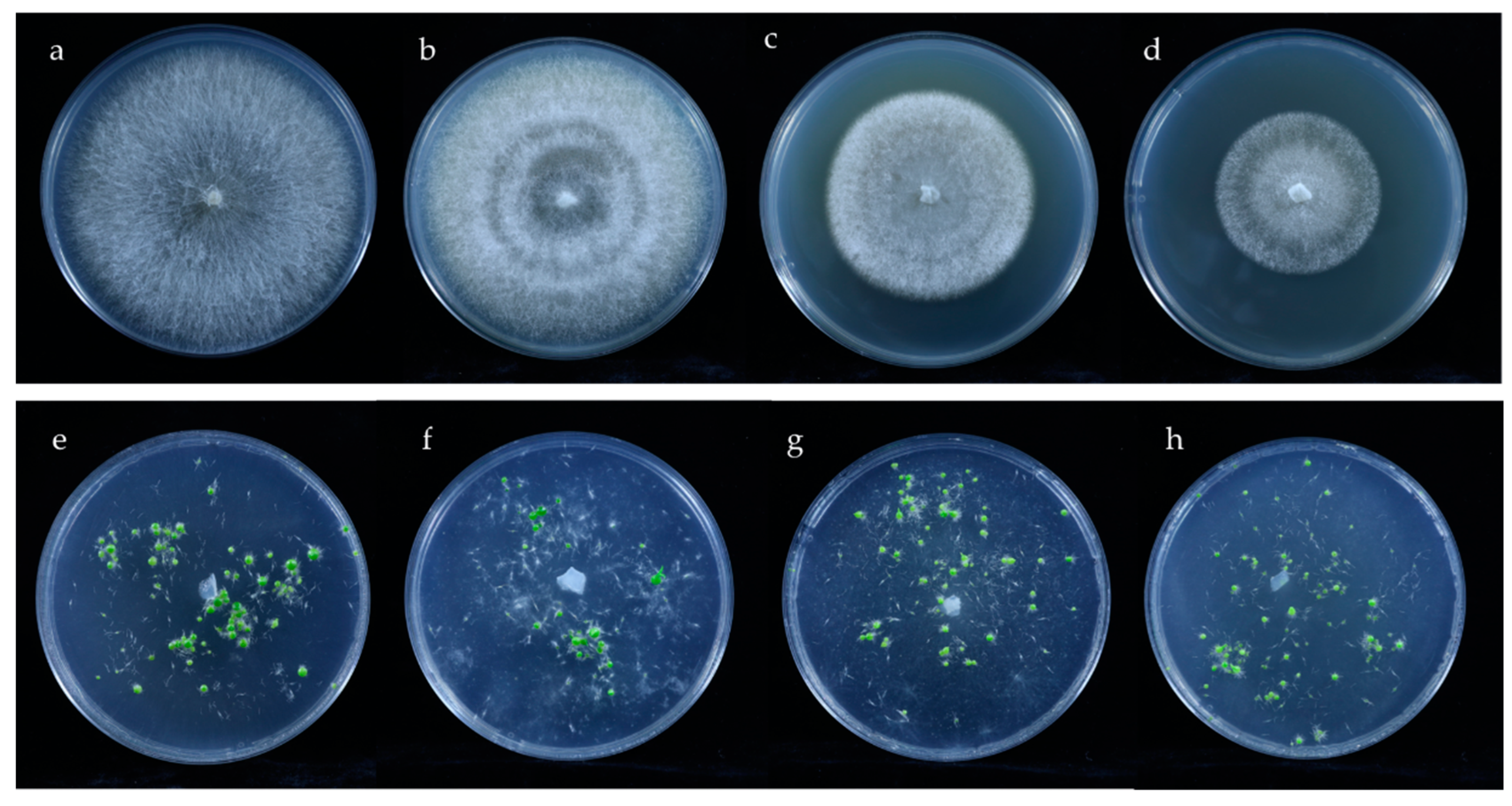 Microorganisms 10 01841 g004