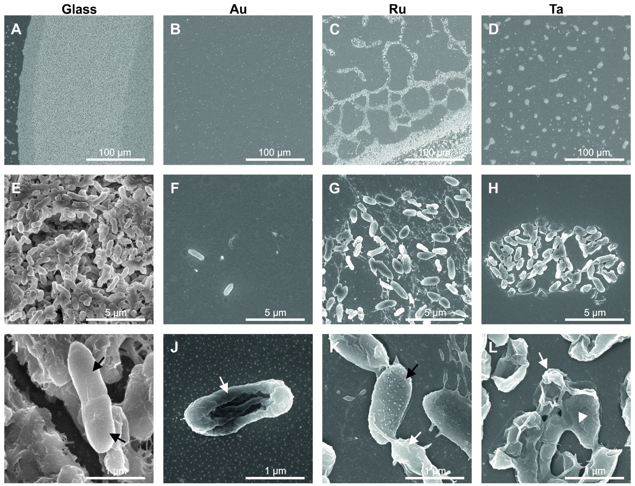 Microorganisms 10 01843 g004 550