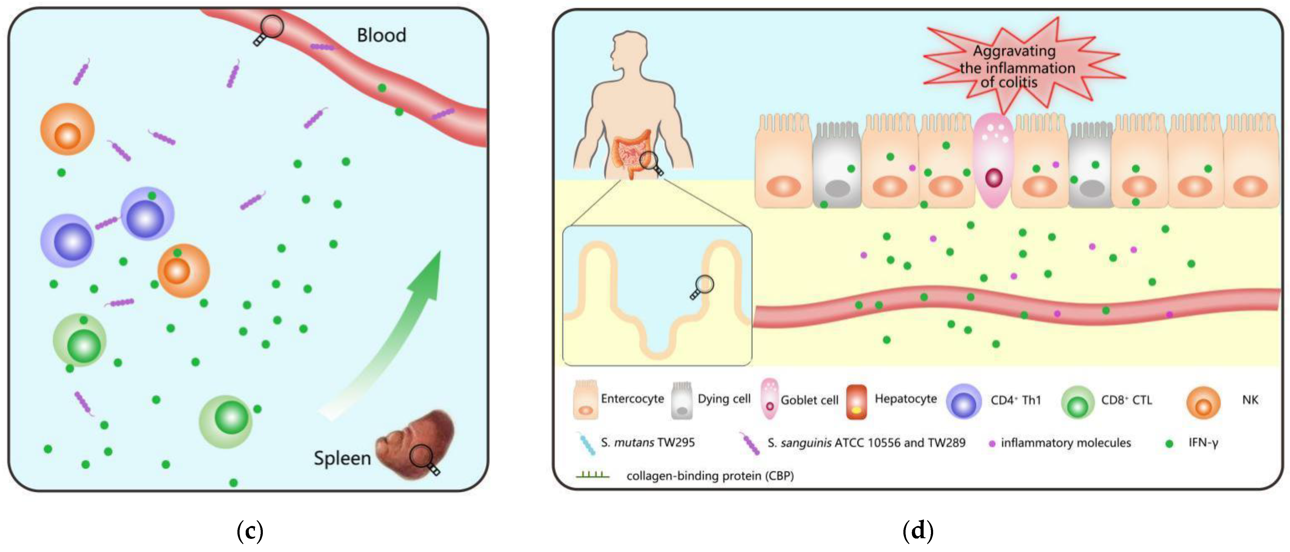 Microorganisms 10 01868 g002b Microorganisms 10 01868 g002b