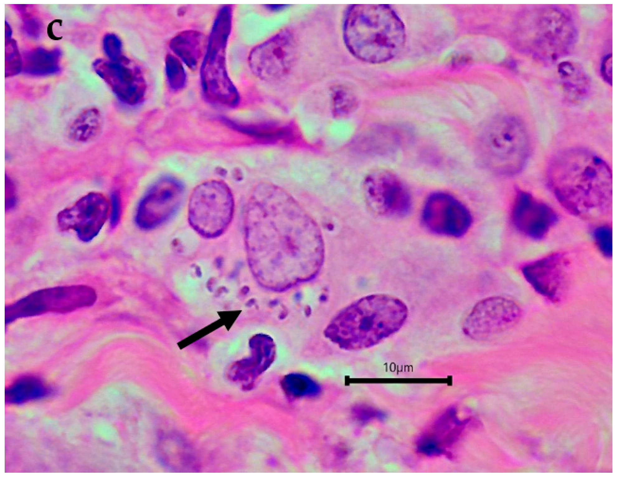 Microorganisms 10 01873 g002b