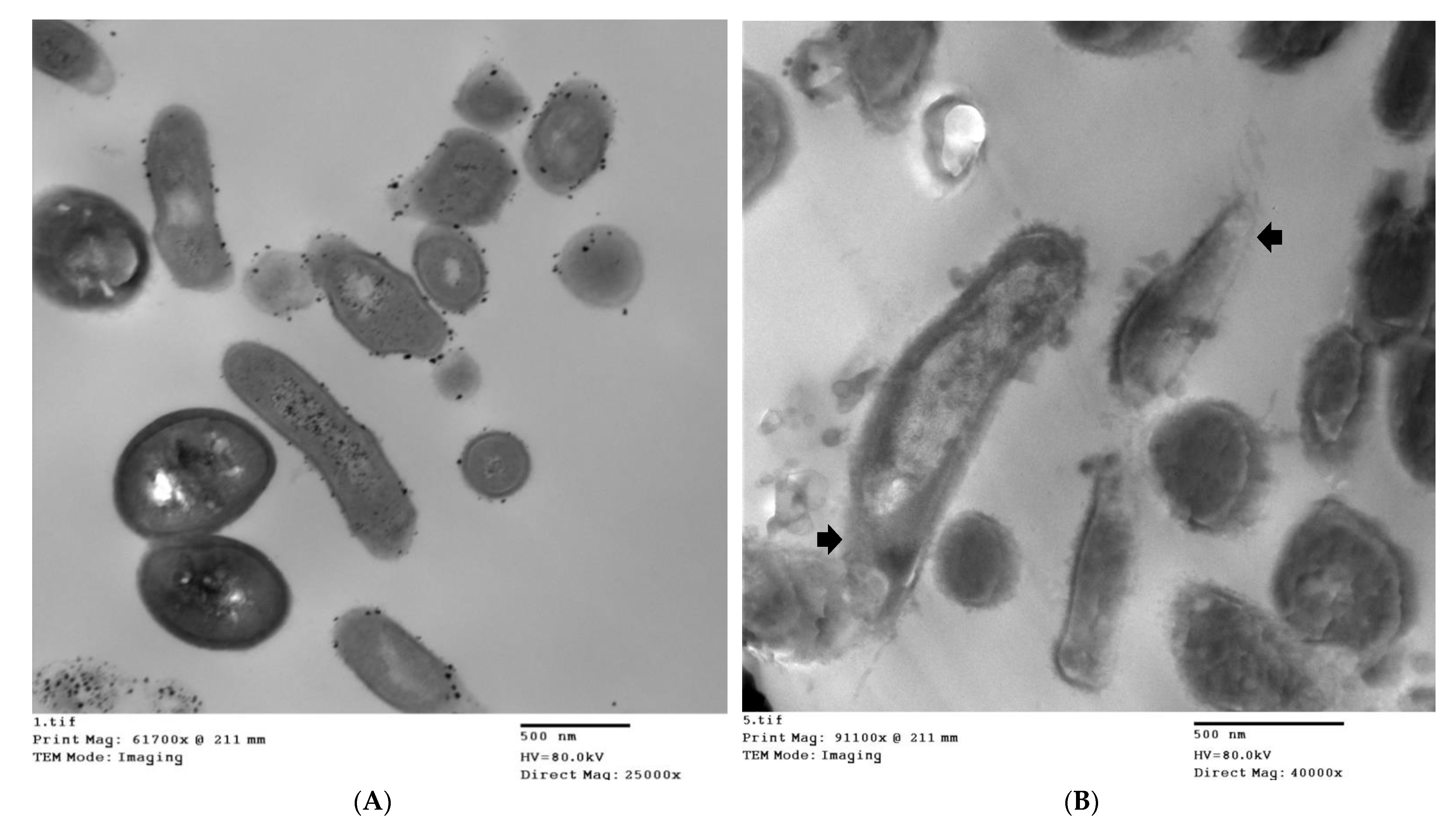 Microorganisms 10 01874 g003a
