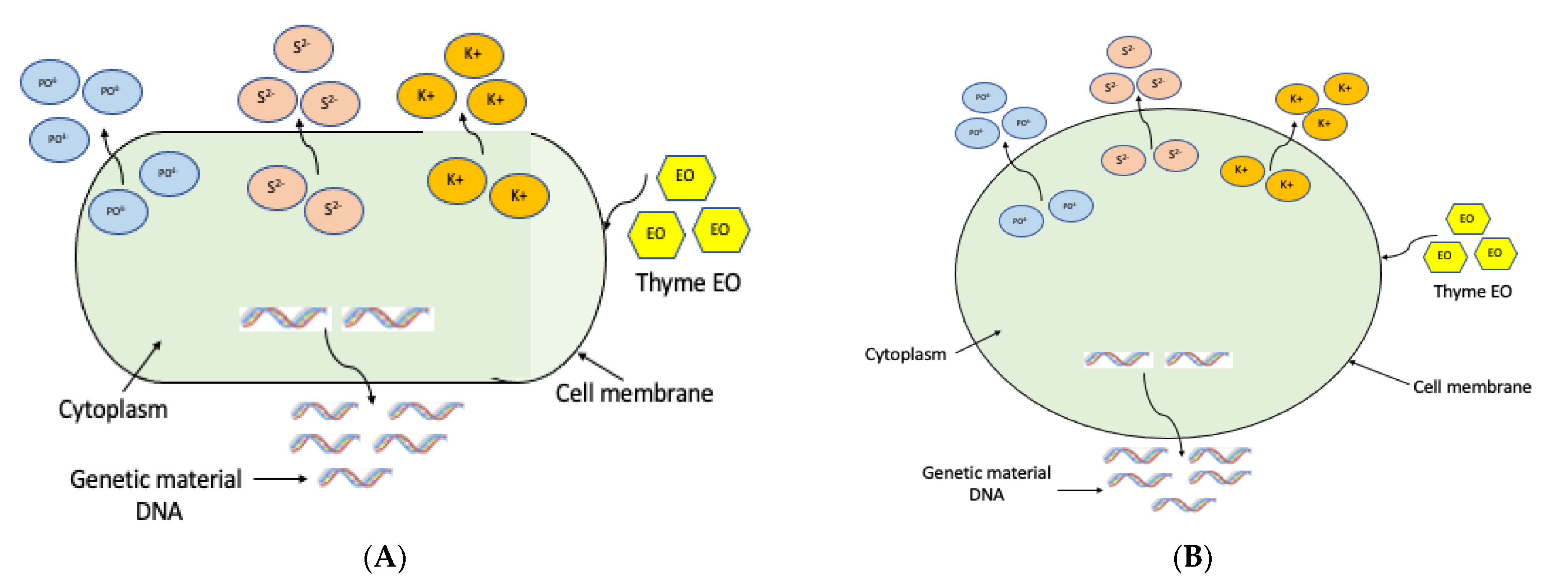 Microorganisms 10 01874 g010