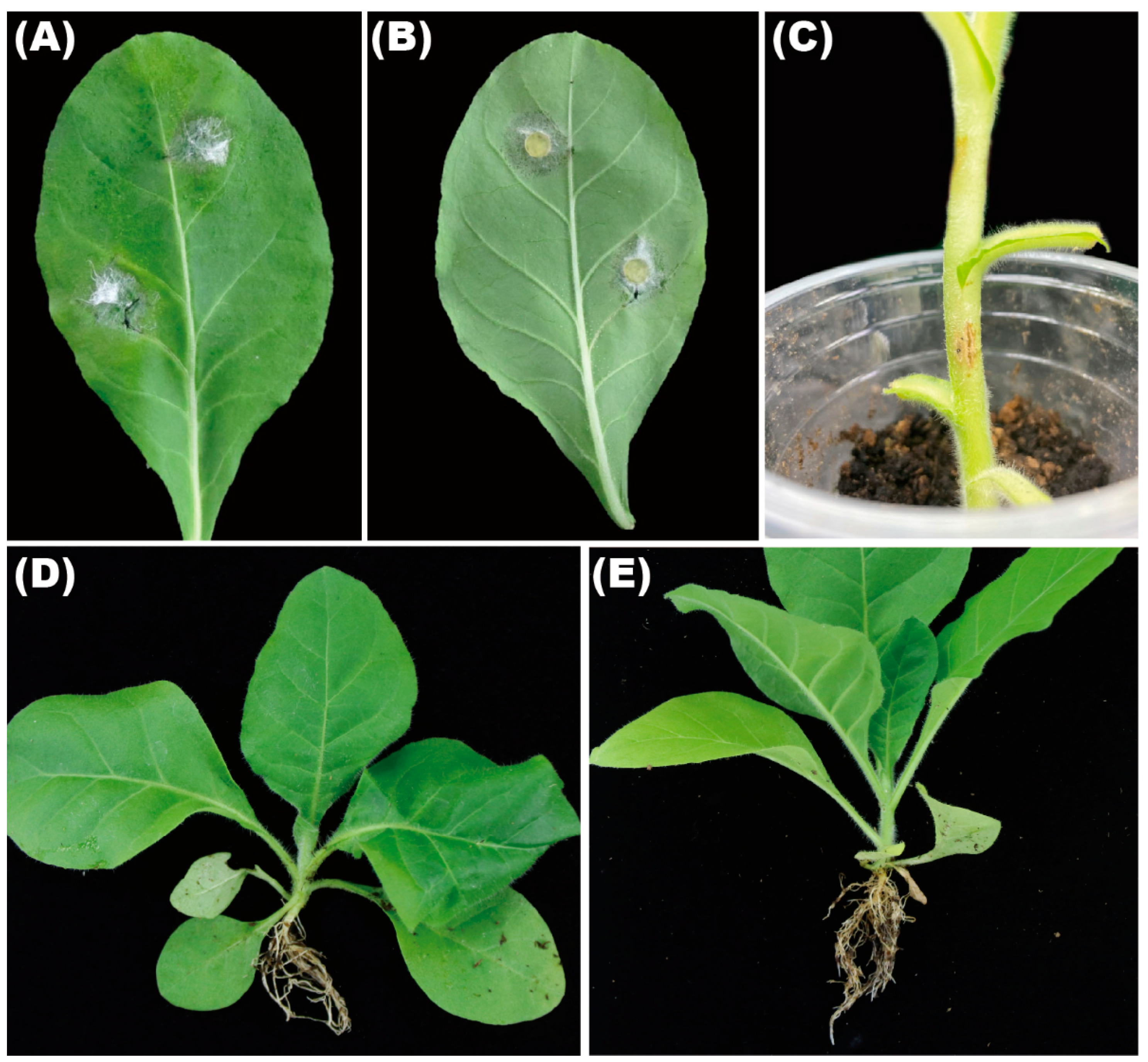 Microorganisms 10 01890 g004