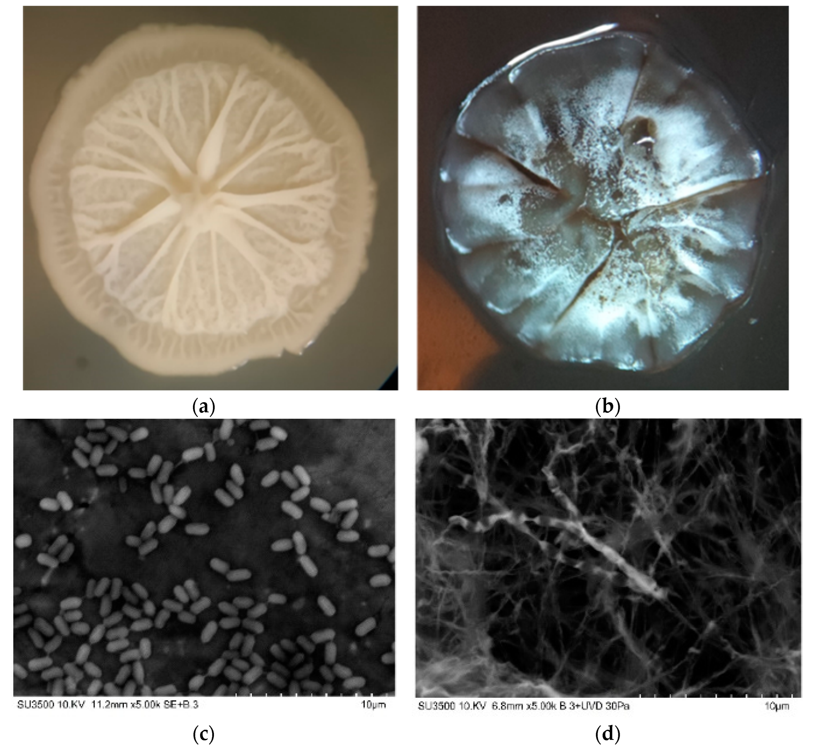Microorganisms 10 01892 g003