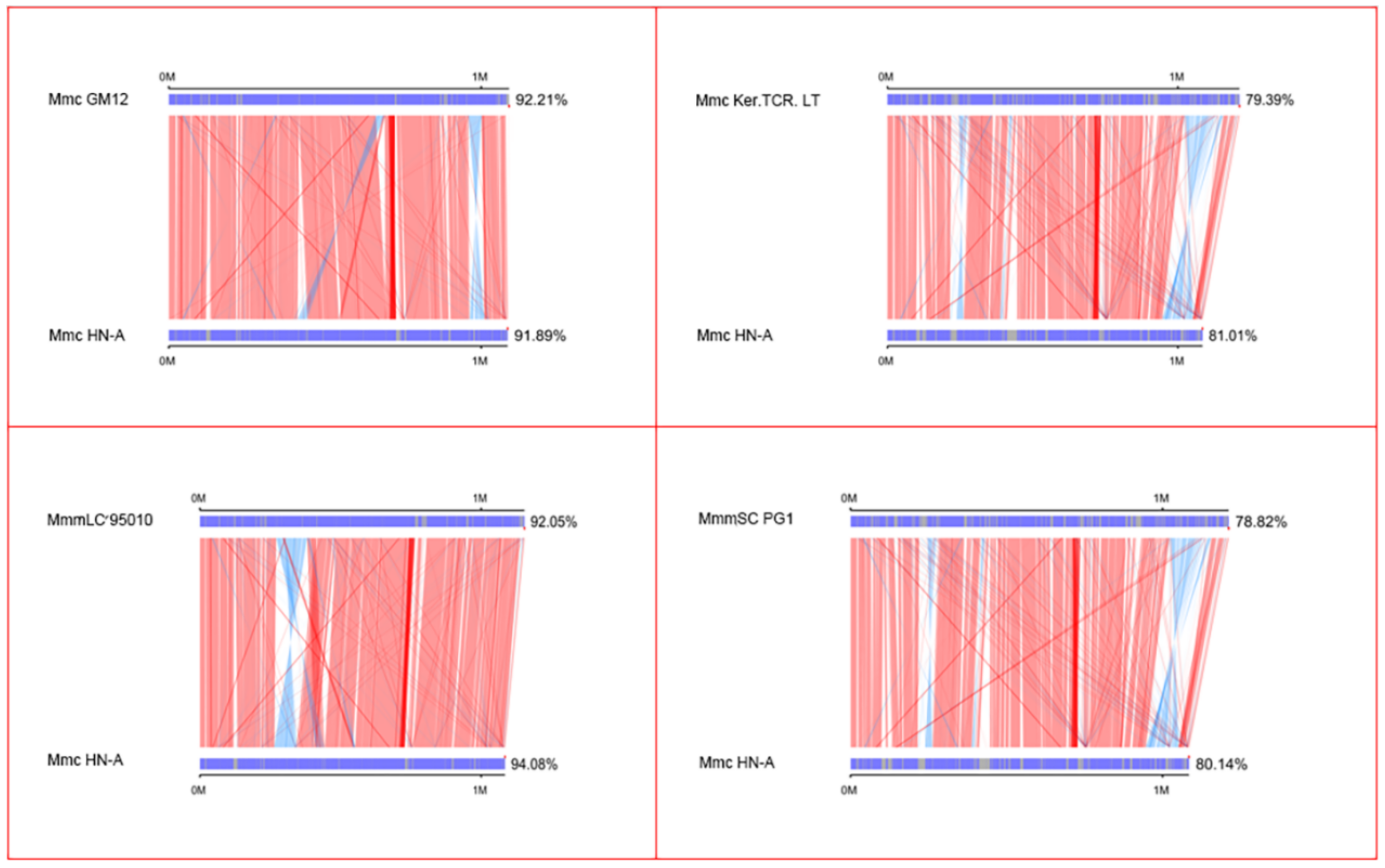 First Report and Comparative Genomic Analysis of a Mycoplasma mycoides ...