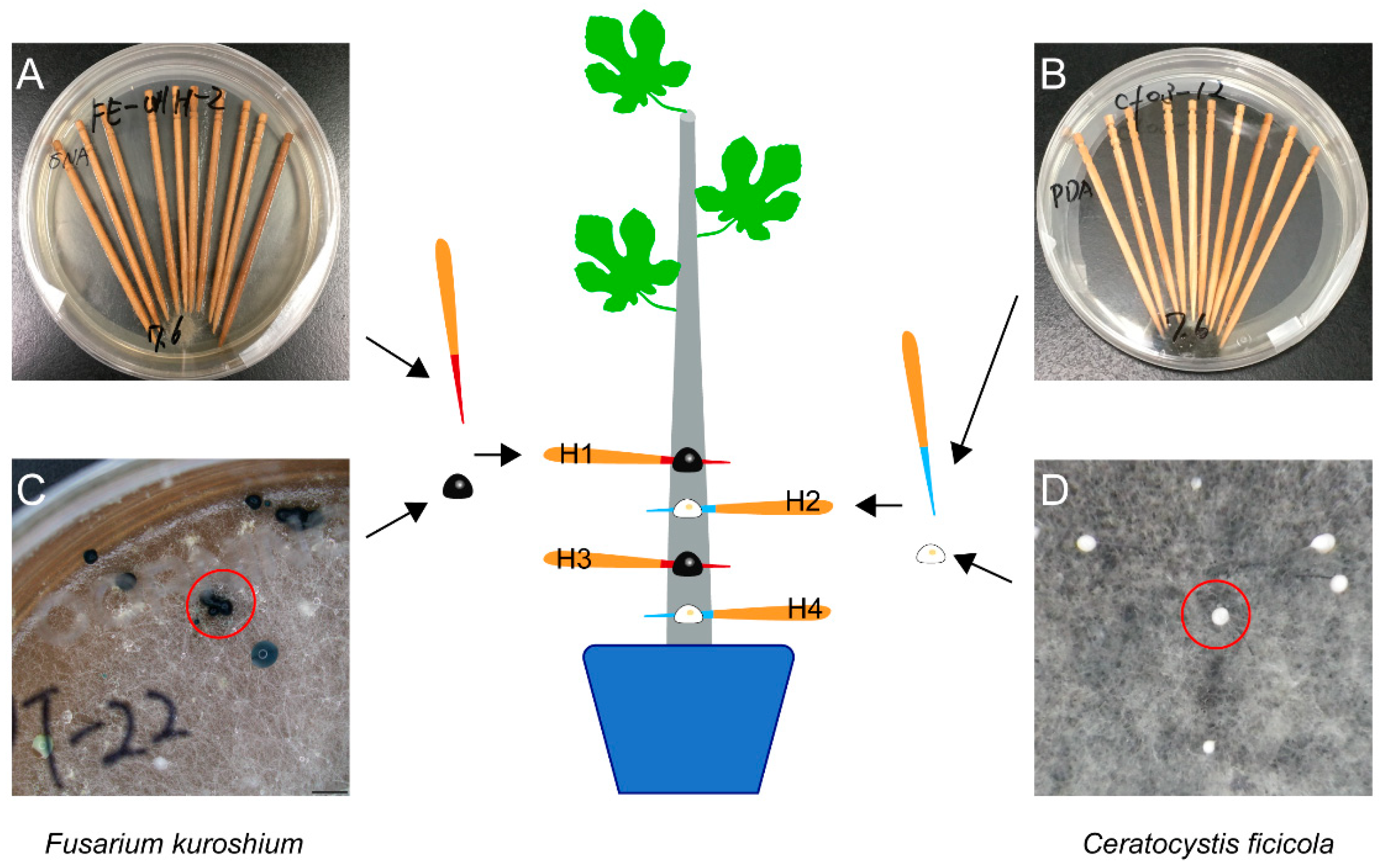 Microorganisms 10 01912 g002