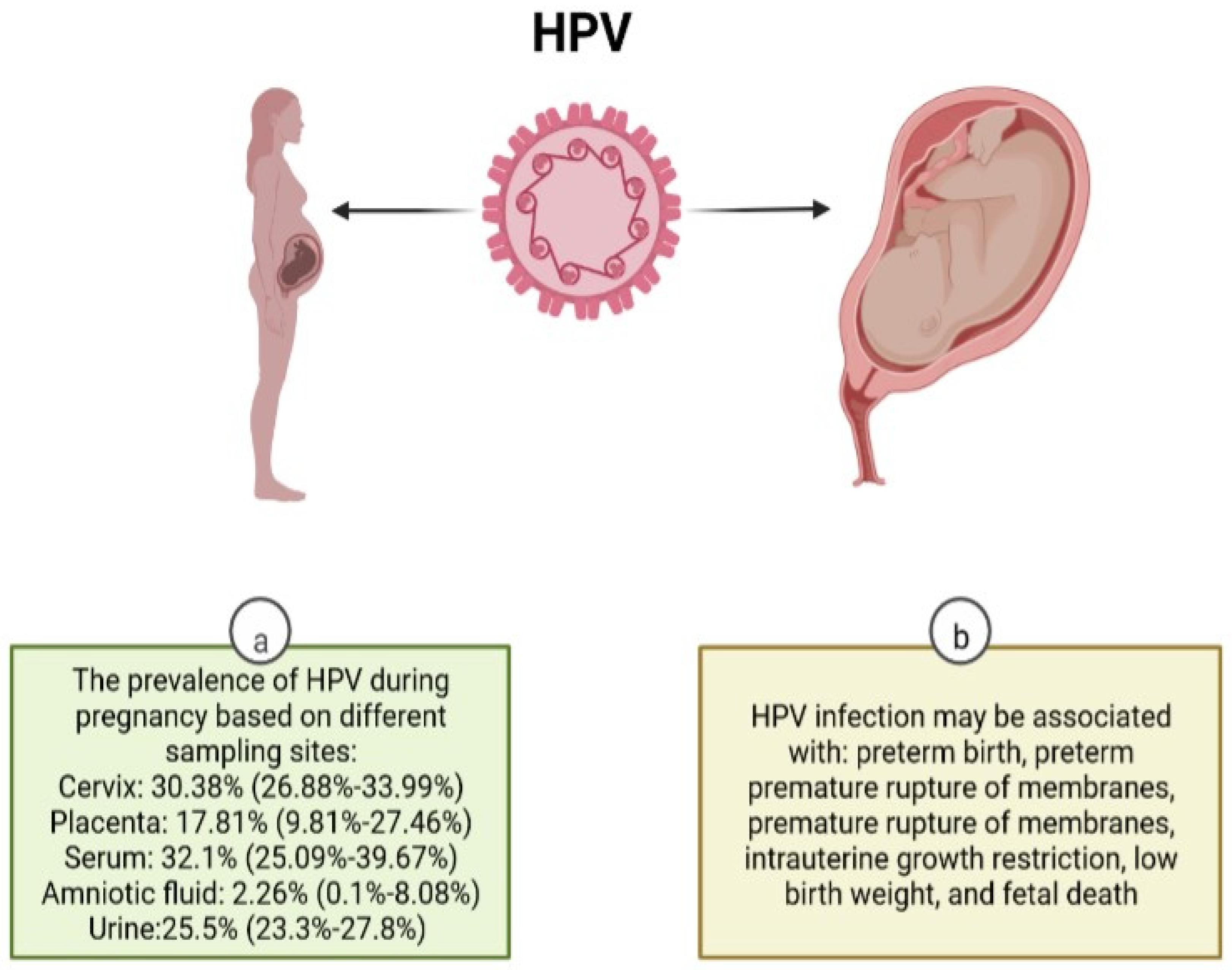 HPV Zwangerschap: Effects & Pregnancy Safety