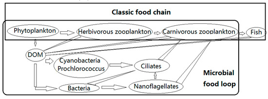 Biodiversity and Structure of ... Biology Diagrams