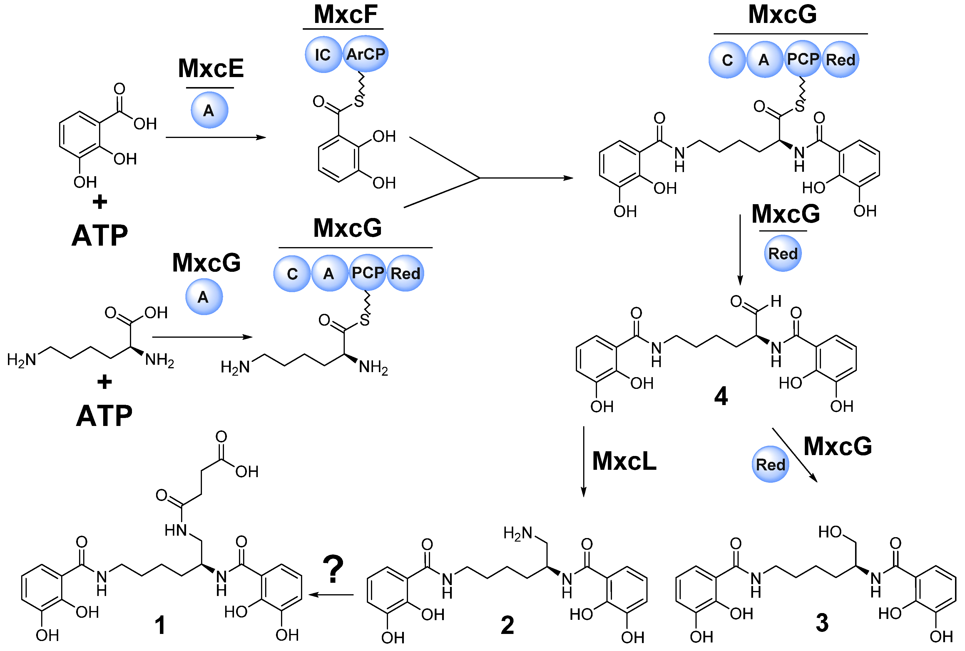 Microorganisms 10 01959 g005 Microorganisms 10 01959 g005