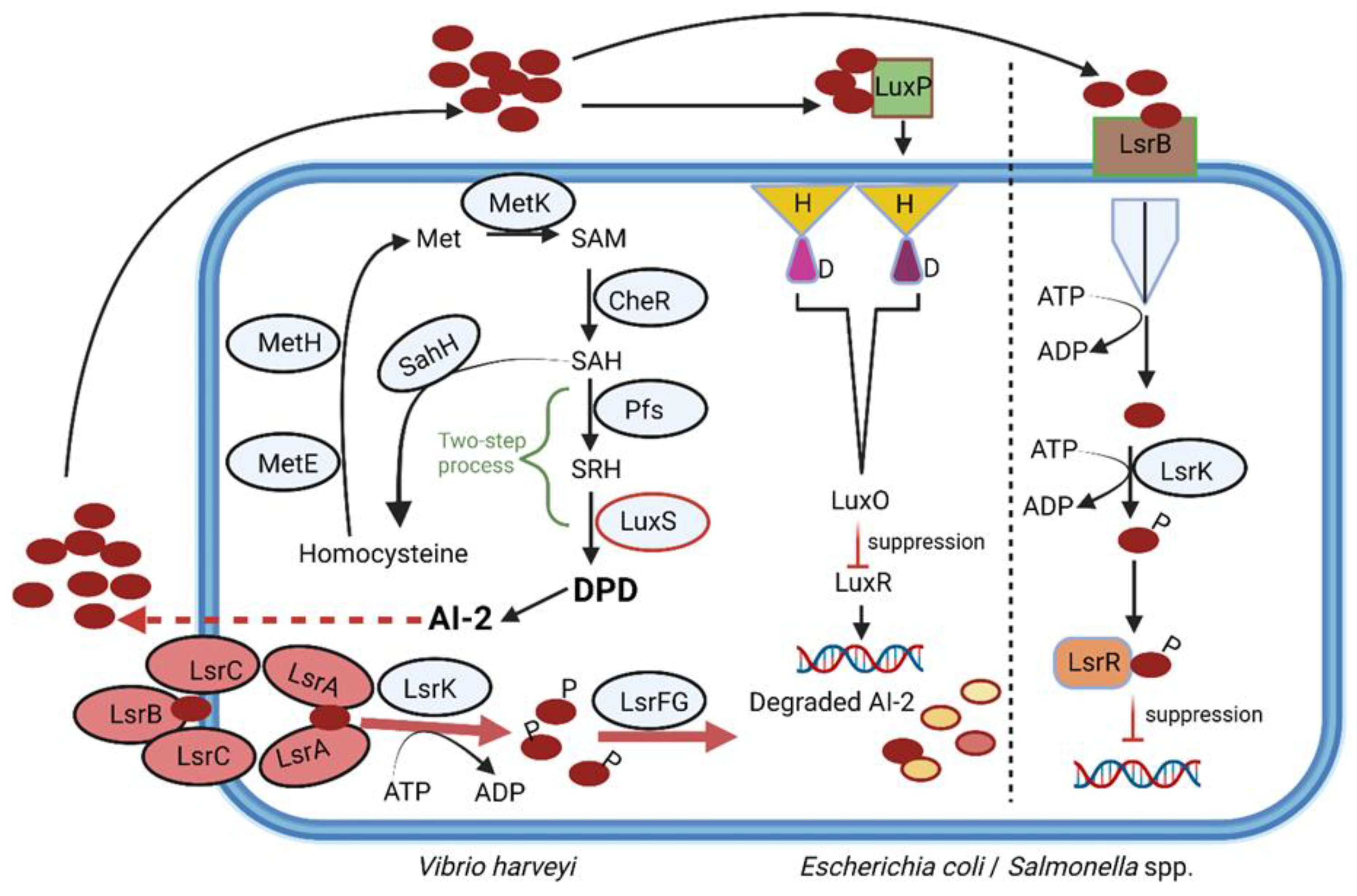 Microorganisms 10 01969 g003