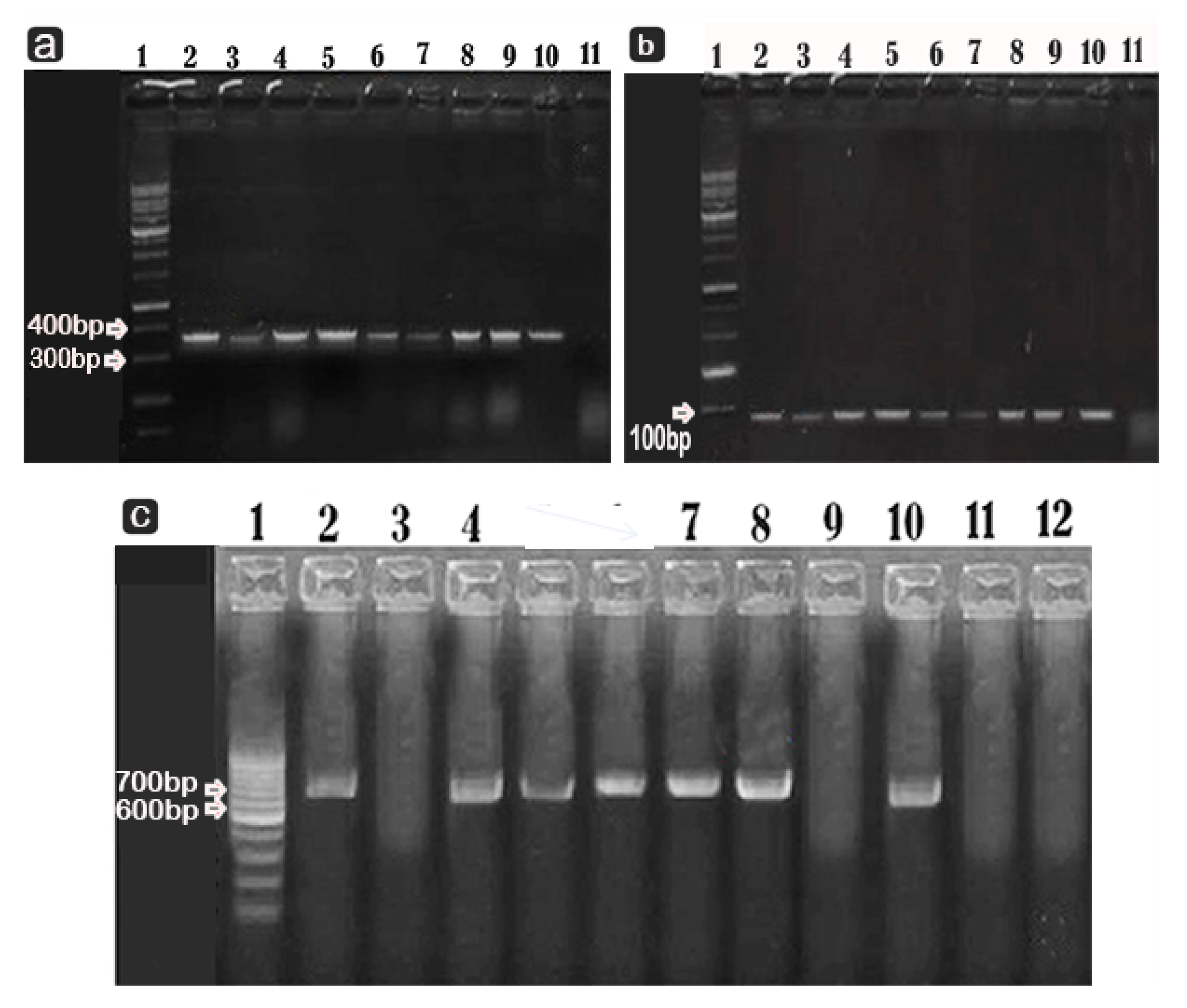 Microorganisms 10 01975 g003