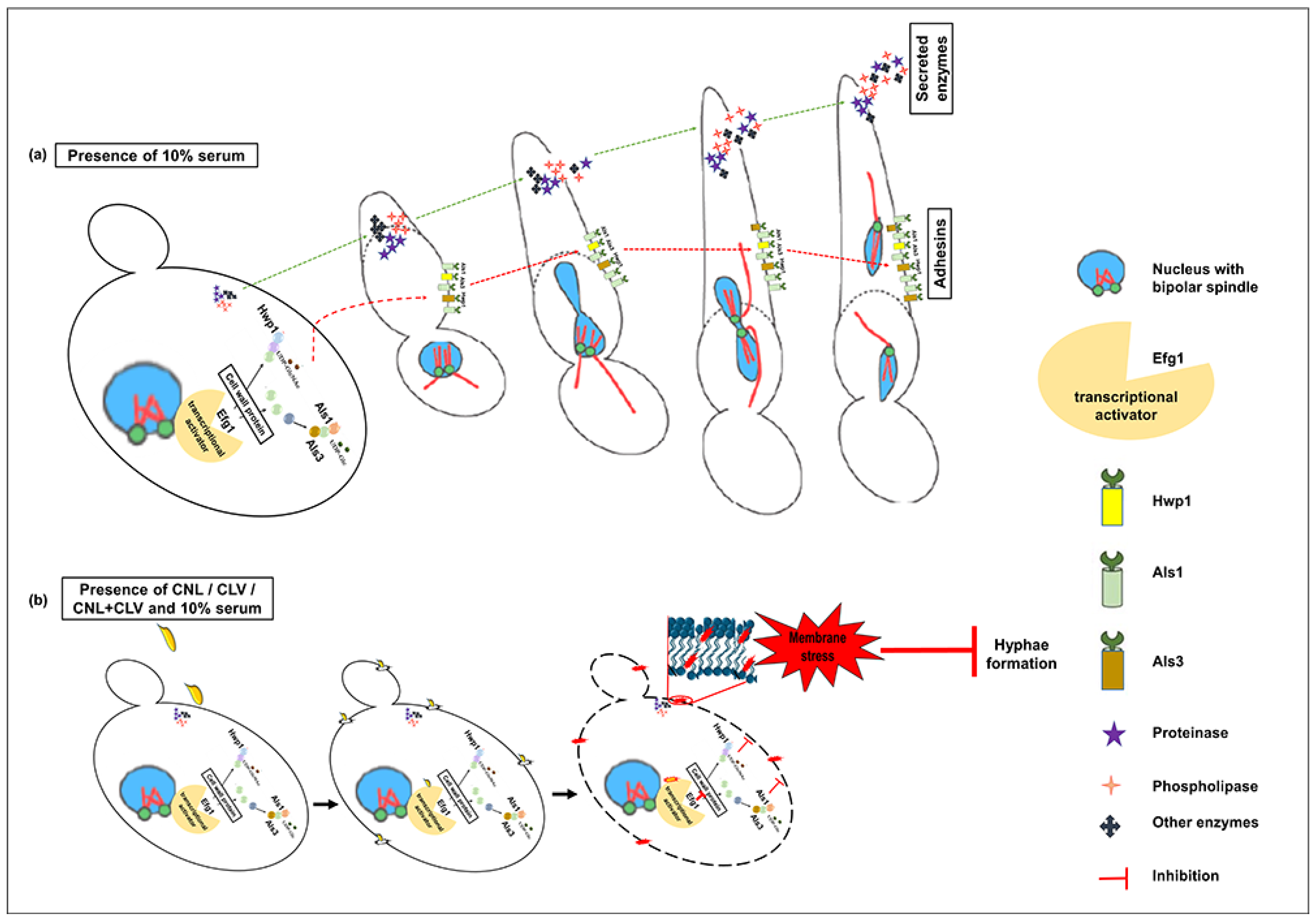 Microorganisms 10 01989 g004