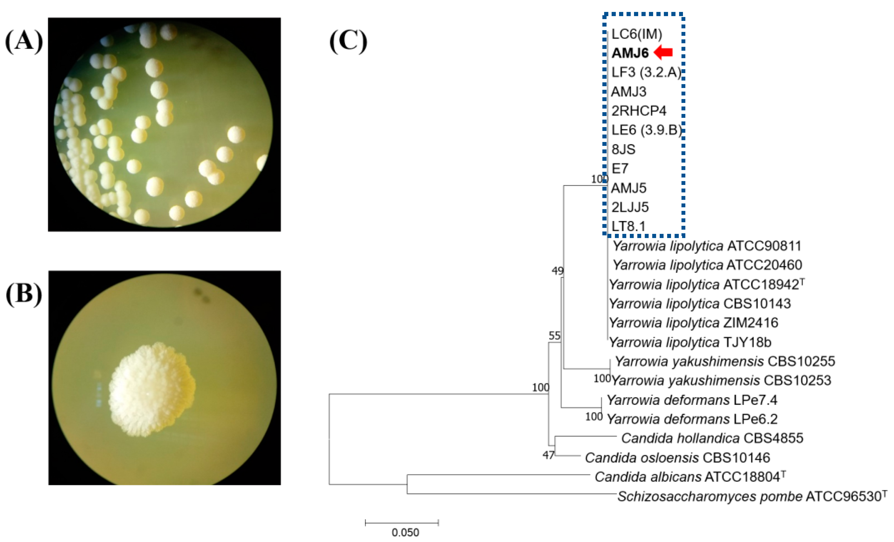 Microorganisms 10 02002 g001 Microorganisms 10 02002 g001