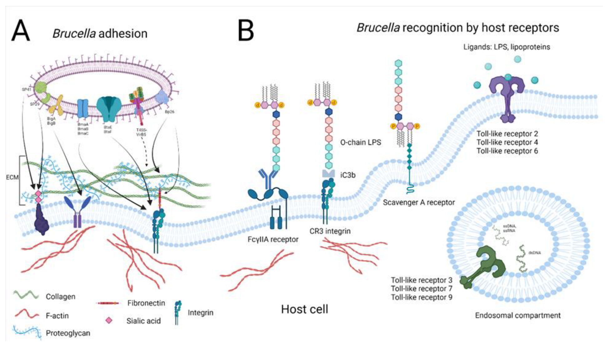 Microorganisms | Free Full-Text | Brucella Phagocytosis Mediated by  Pathogen-Host Interactions and Their Intracellular Survival