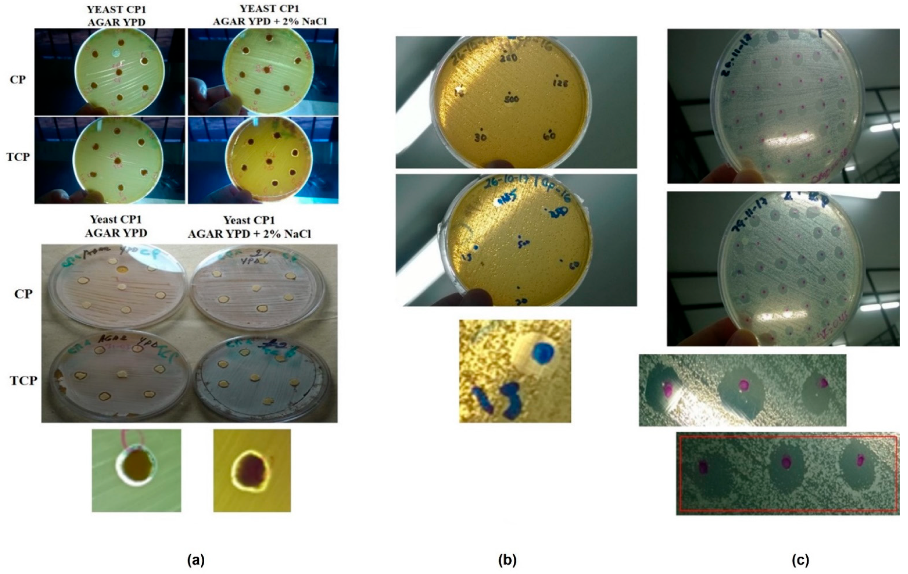 Microorganisms 10 02019 g003