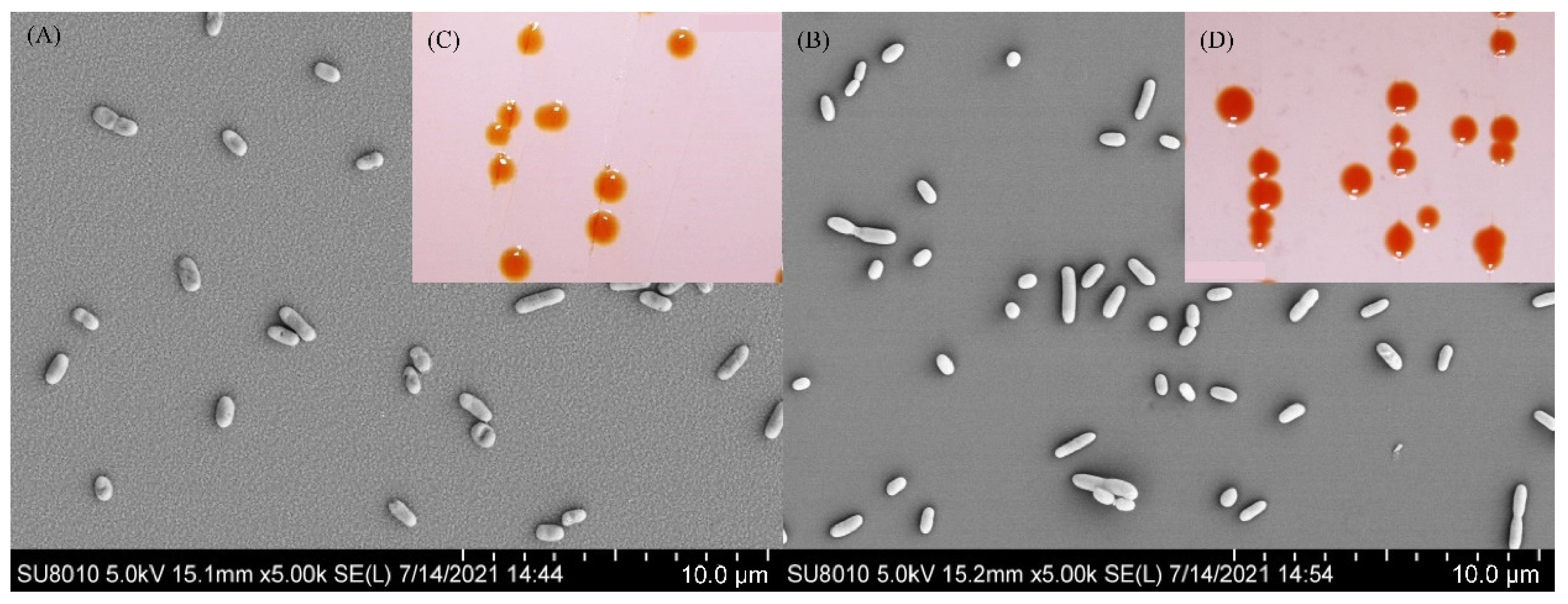 Microorganisms 10 02037 g003 Microorganisms 10 02037 g003