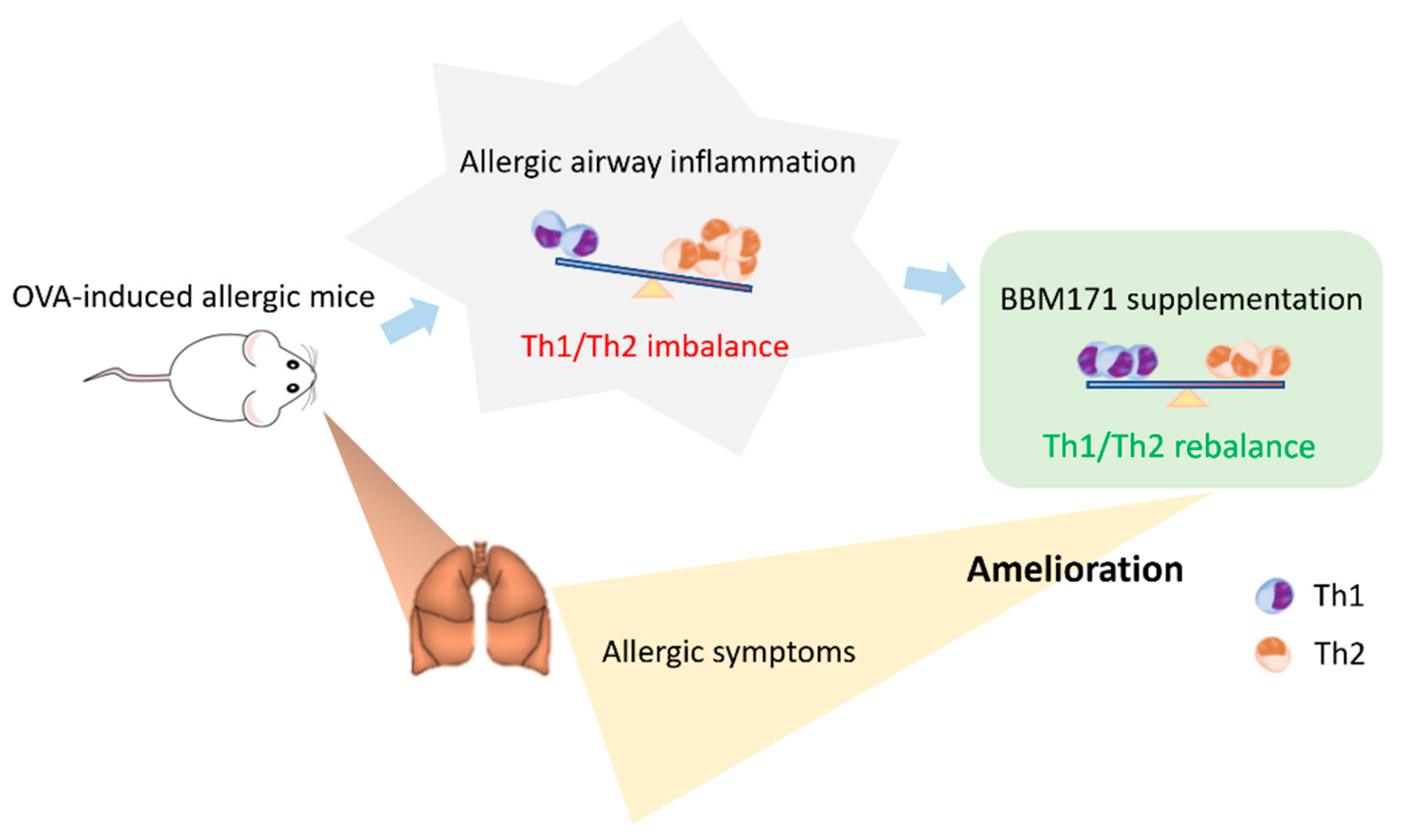 Lactobacillus paragasseri BBM171 Ameliorates Allergic Airway ...