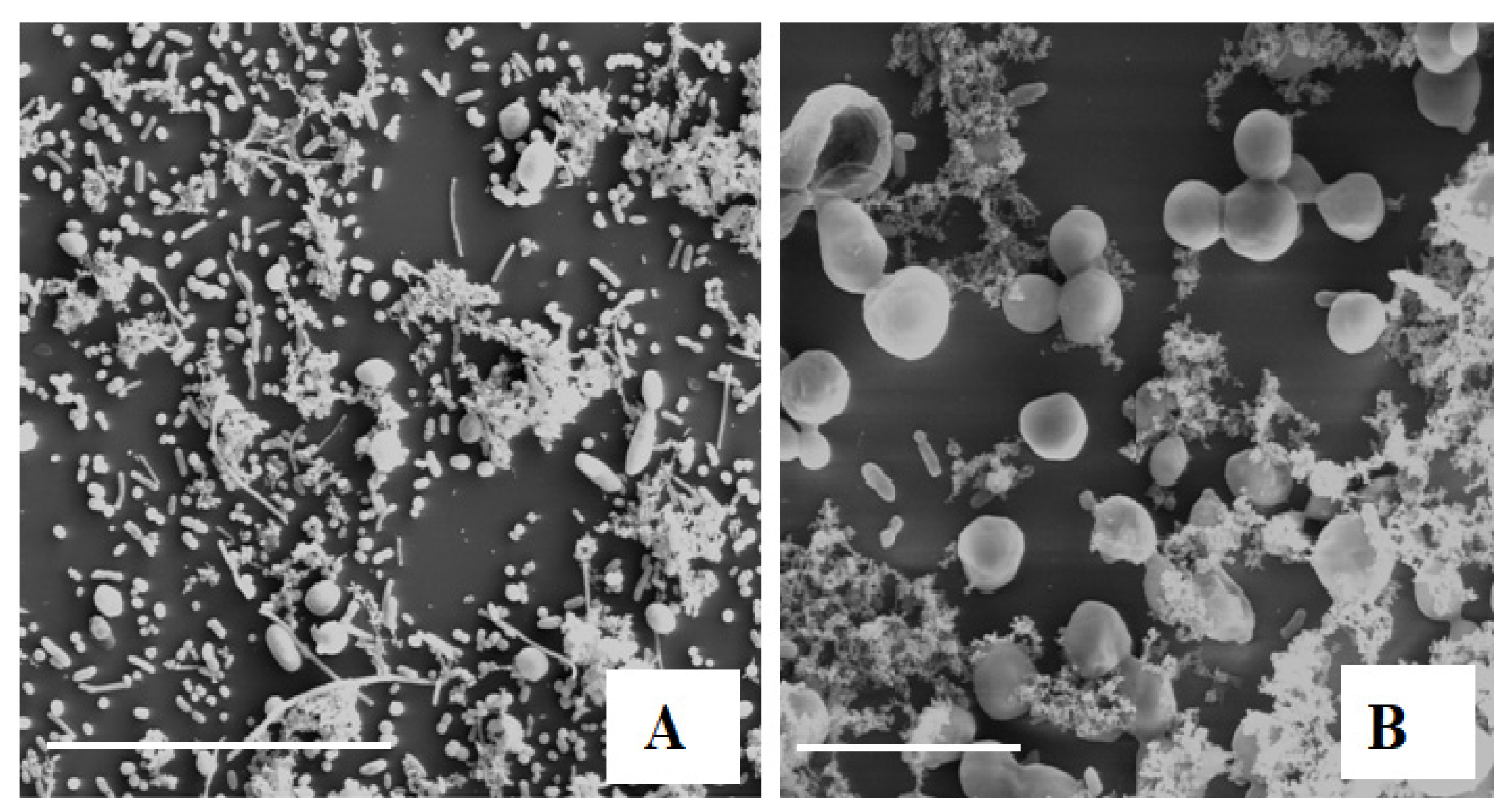 Microorganisms 10 02049 g002 Microorganisms 10 02049 g002