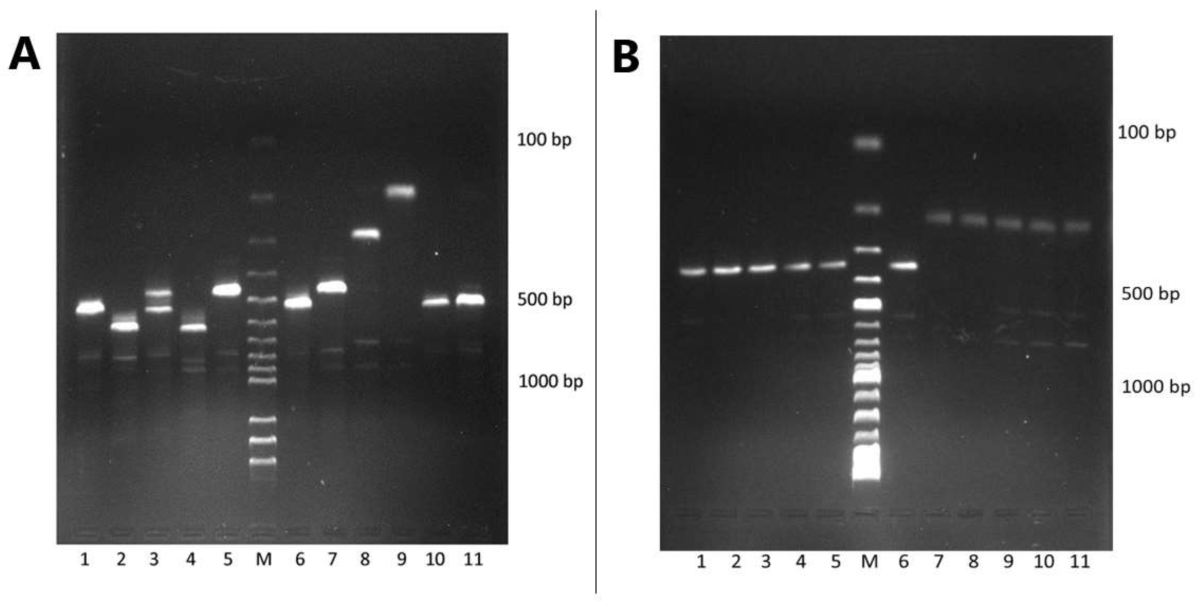 Microorganisms 10 02050 g003 Microorganisms 10 02050 g003