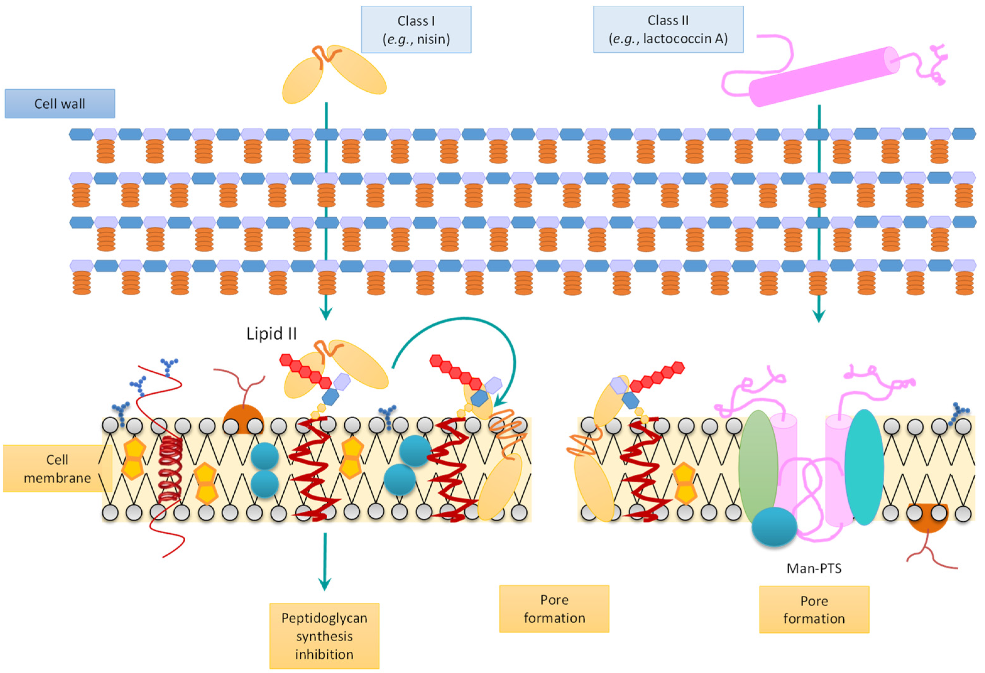 Microorganisms 10 02058 g001