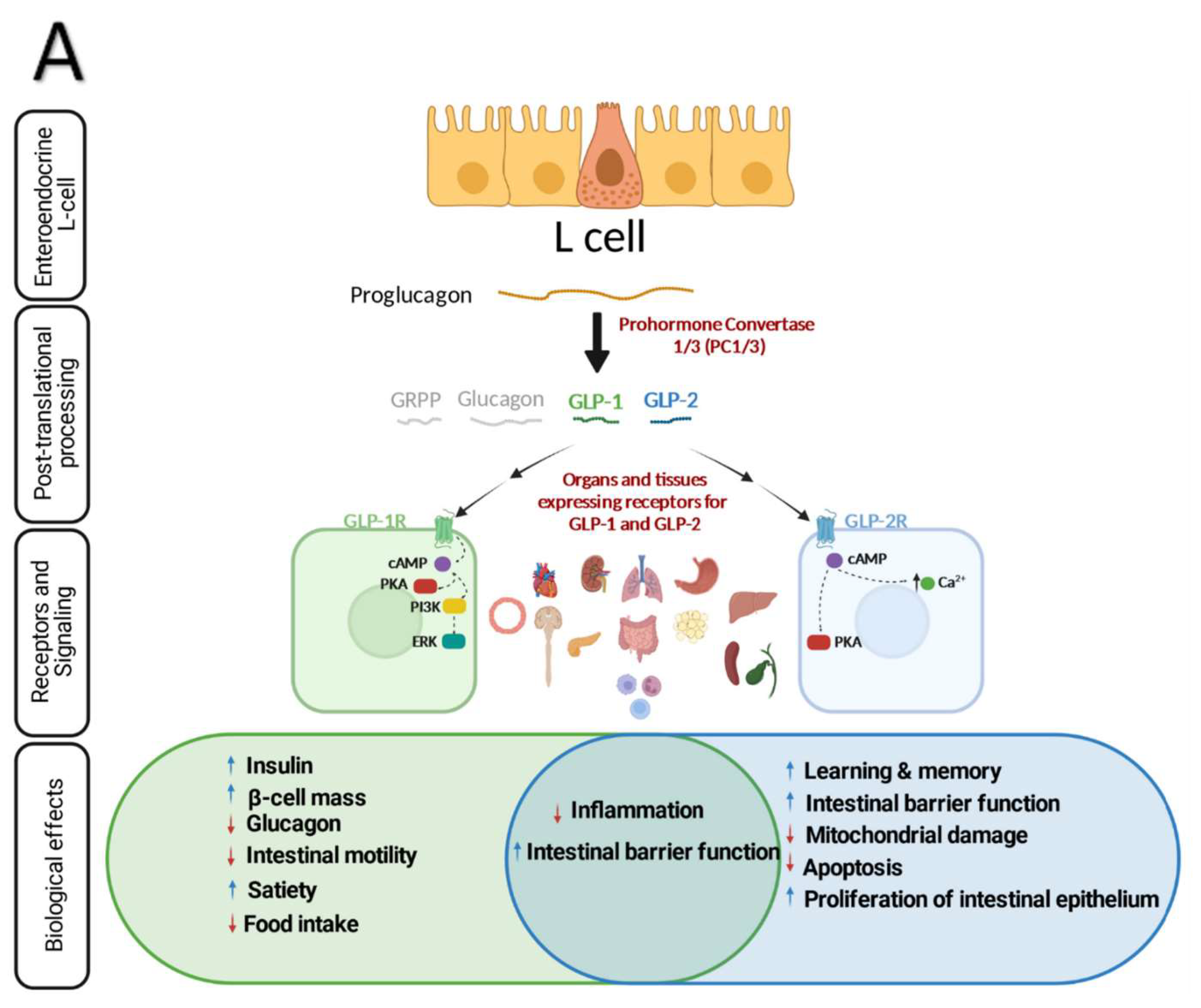 GLP-1 and GLP-2 Orchestrate Intestine Integrity, Gut Microbiota, and