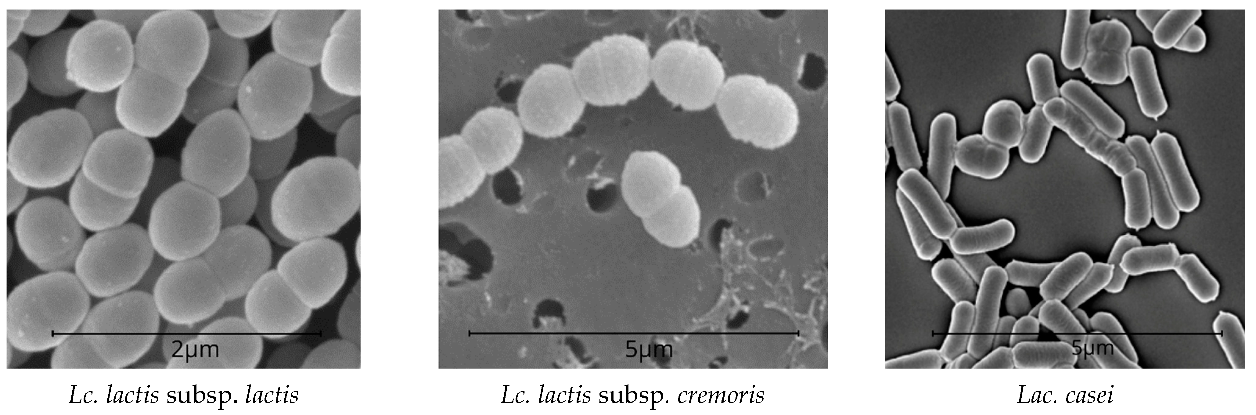 Microorganisms 10 02068 g002