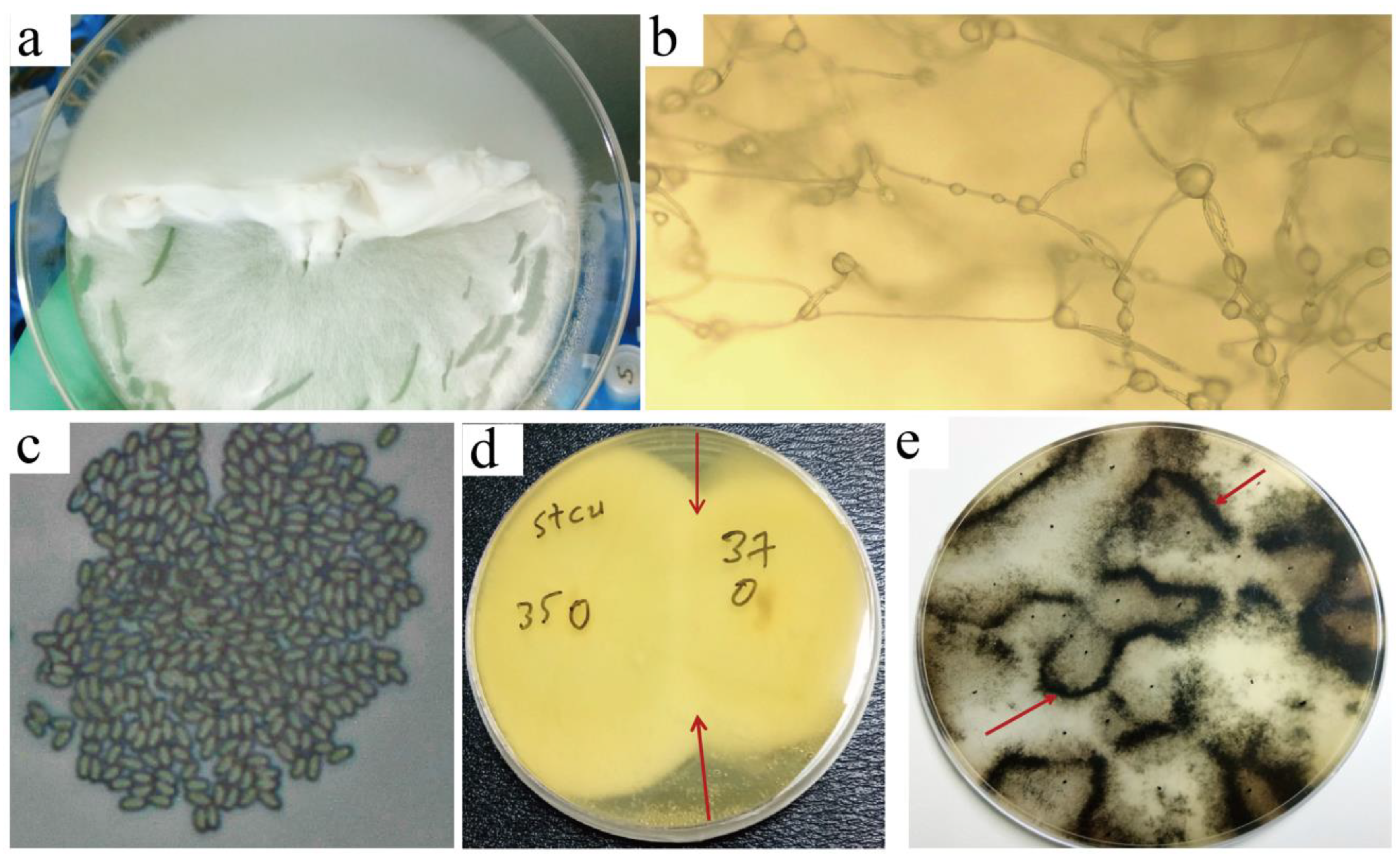 Microorganisms 10 02088 g006 Microorganisms 10 02088 g006