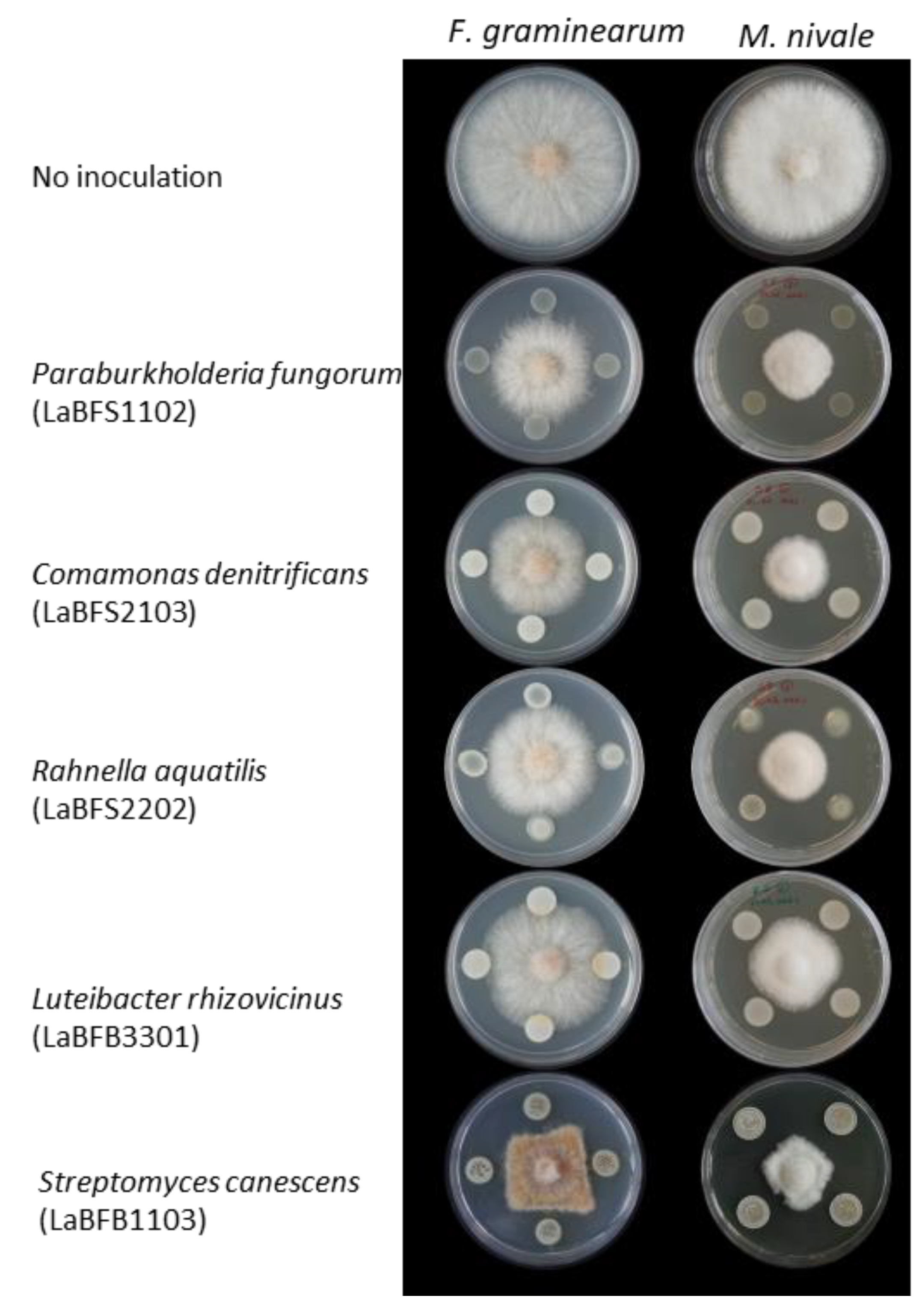 Microorganisms 10 02089 g006