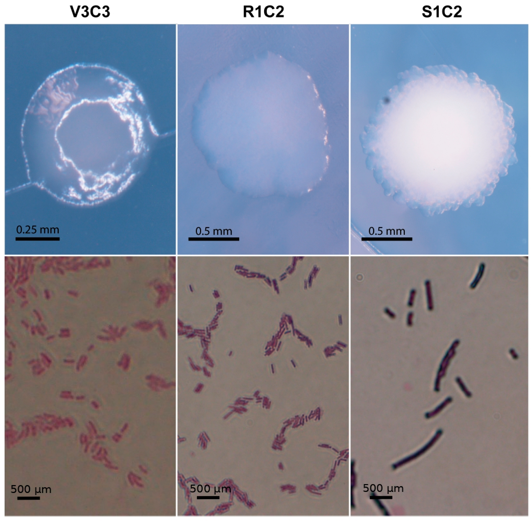 Microorganisms 10 02108 g001 Microorganisms 10 02108 g001