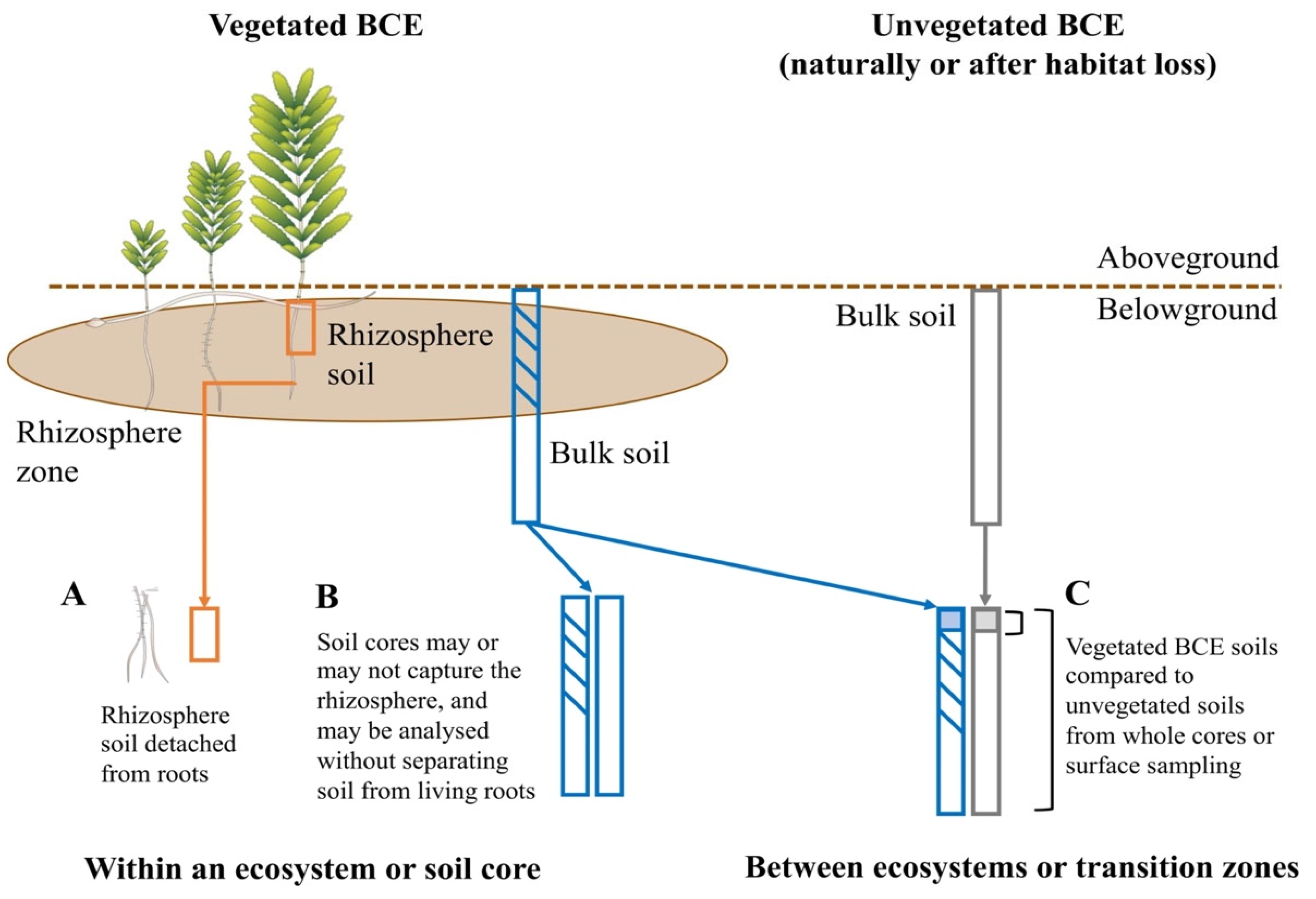 Rhizosphere engineering for soil carbon sequestration: Trends in Plant  Science