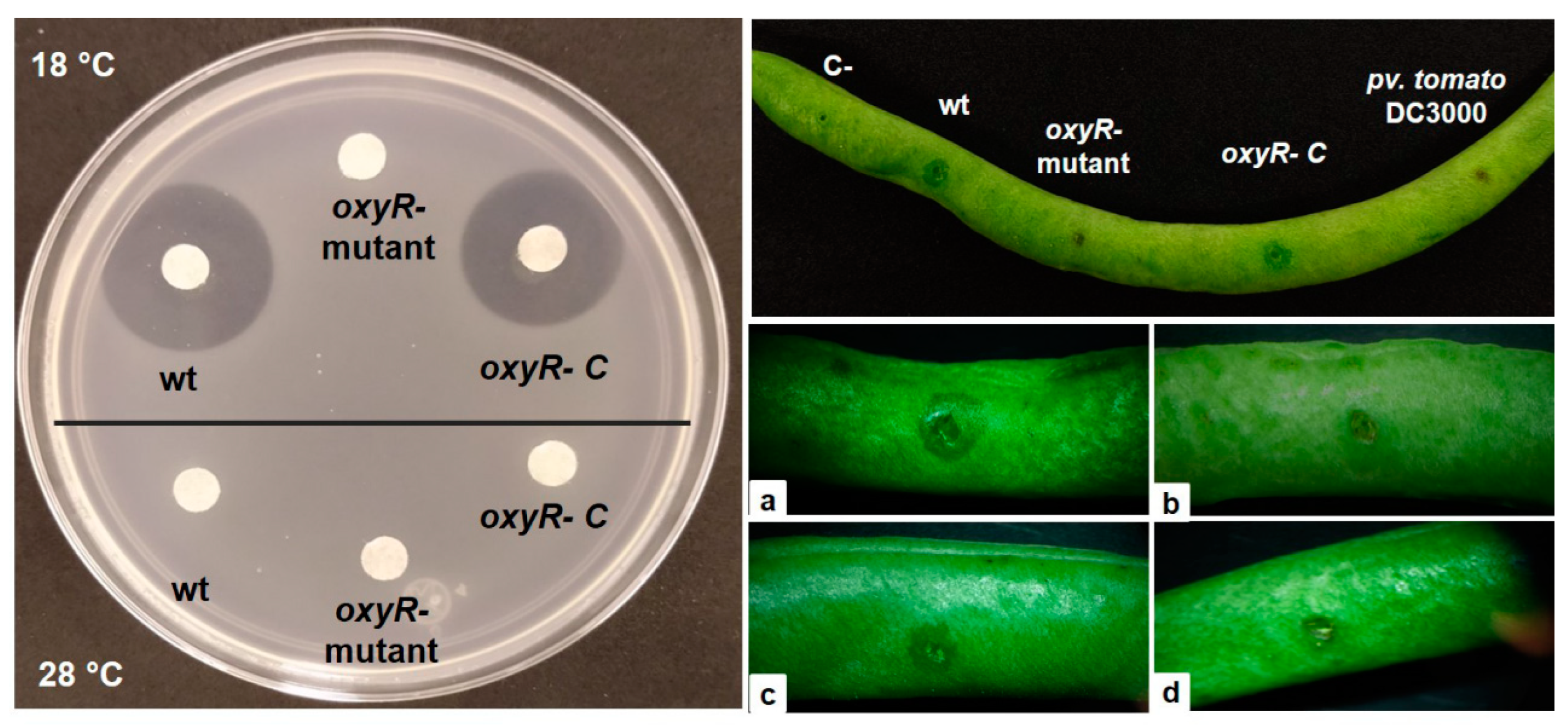 Microorganisms 10 02123 g002