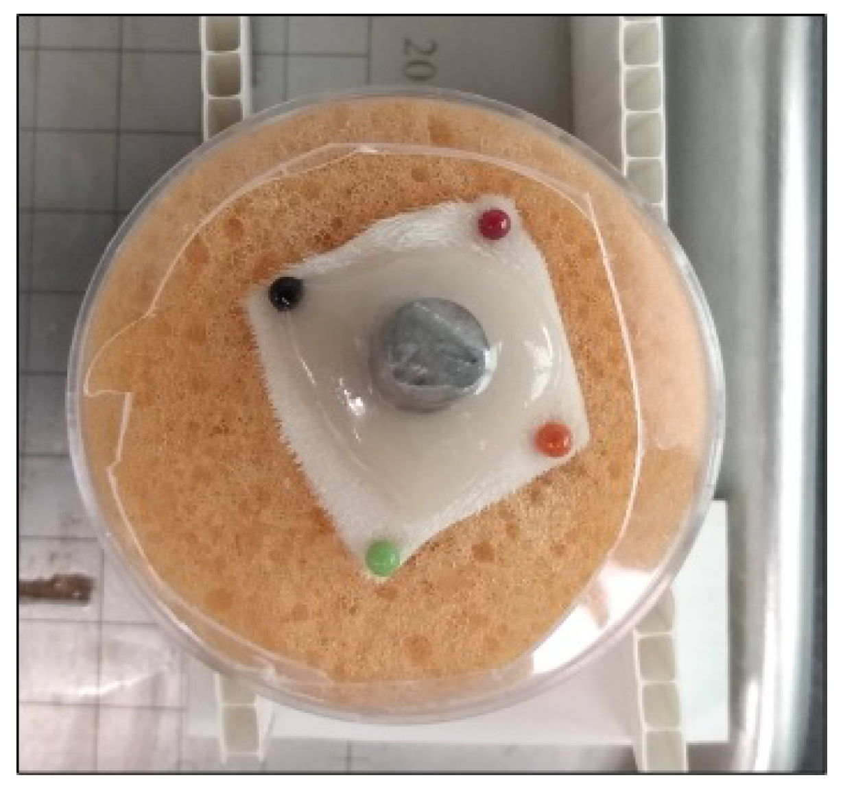Microorganisms 10 02133 g004