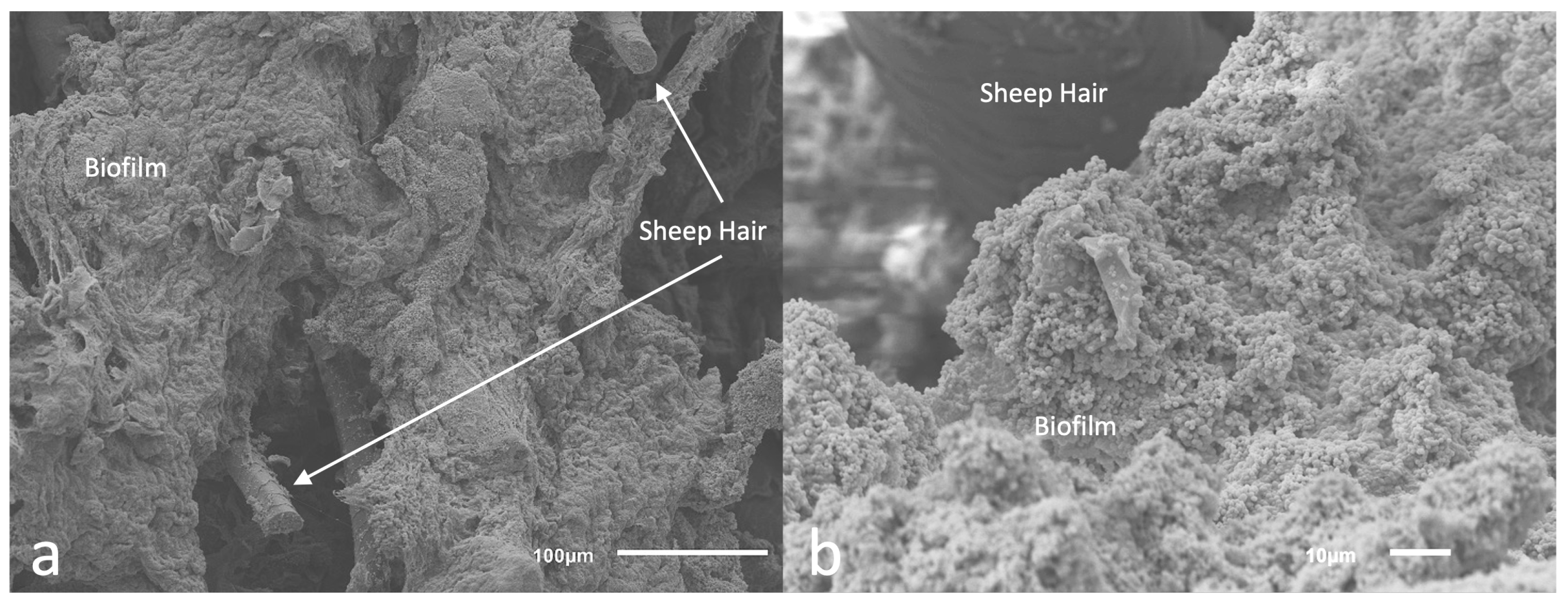 Microorganisms 10 02133 g008