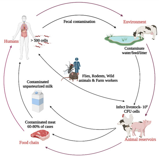 Microorganisms free full text campylobacter jejuni in poultry