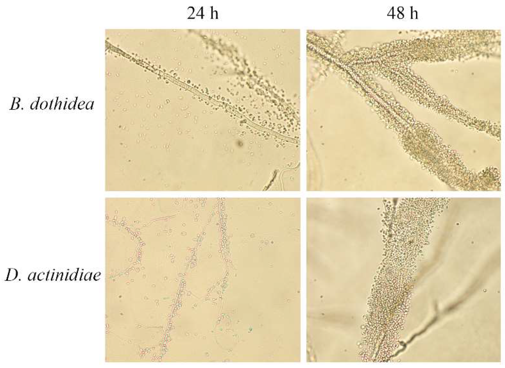 Microorganisms 10 02143 g003 Microorganisms 10 02143 g003
